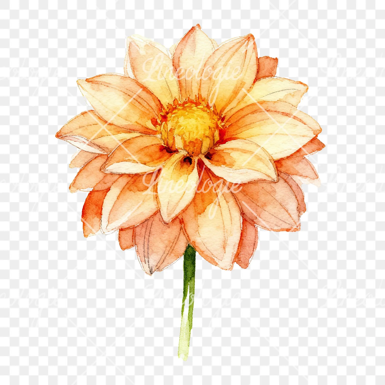 Watercolor single stem dahlia flower clipart 4 of 9 on a transparent background (PNG)