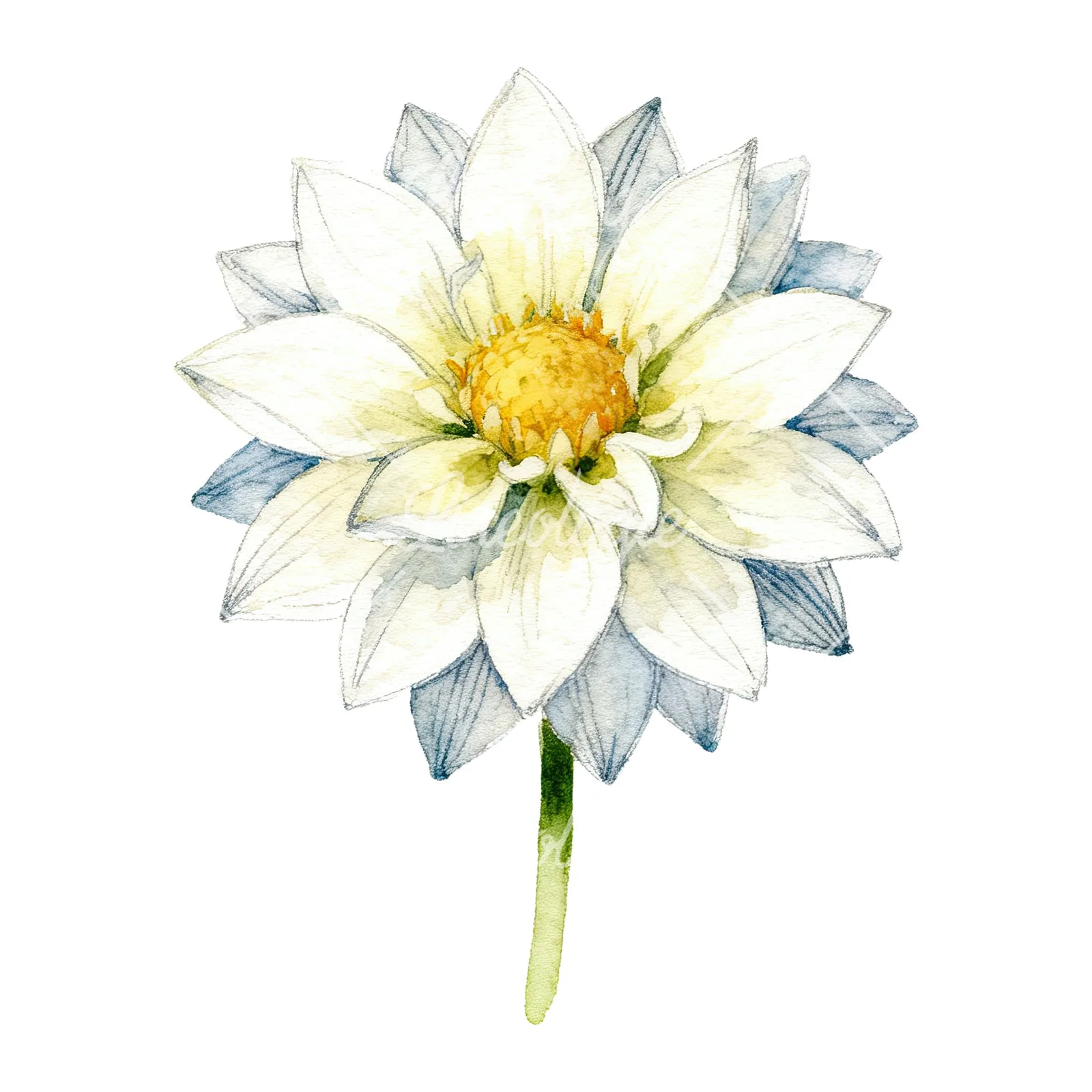 Watercolor single stem dahlia flower clipart 5 of 9 on a white background (JPG)
