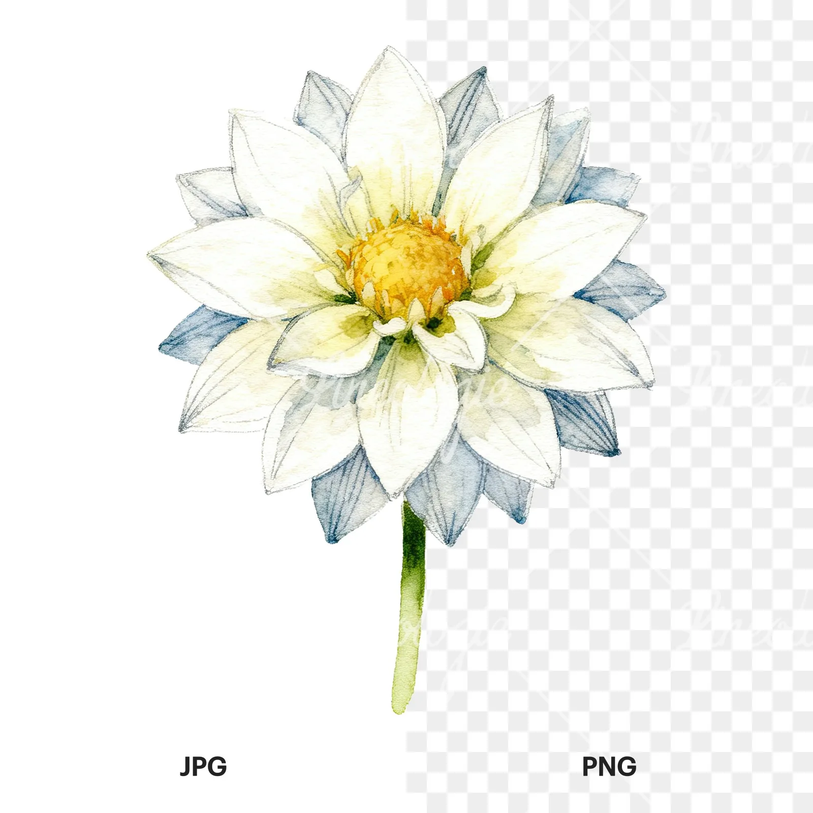 Watercolor single stem dahlia flower clipart 5 of 9, as a JPG on white and a transparent PNG