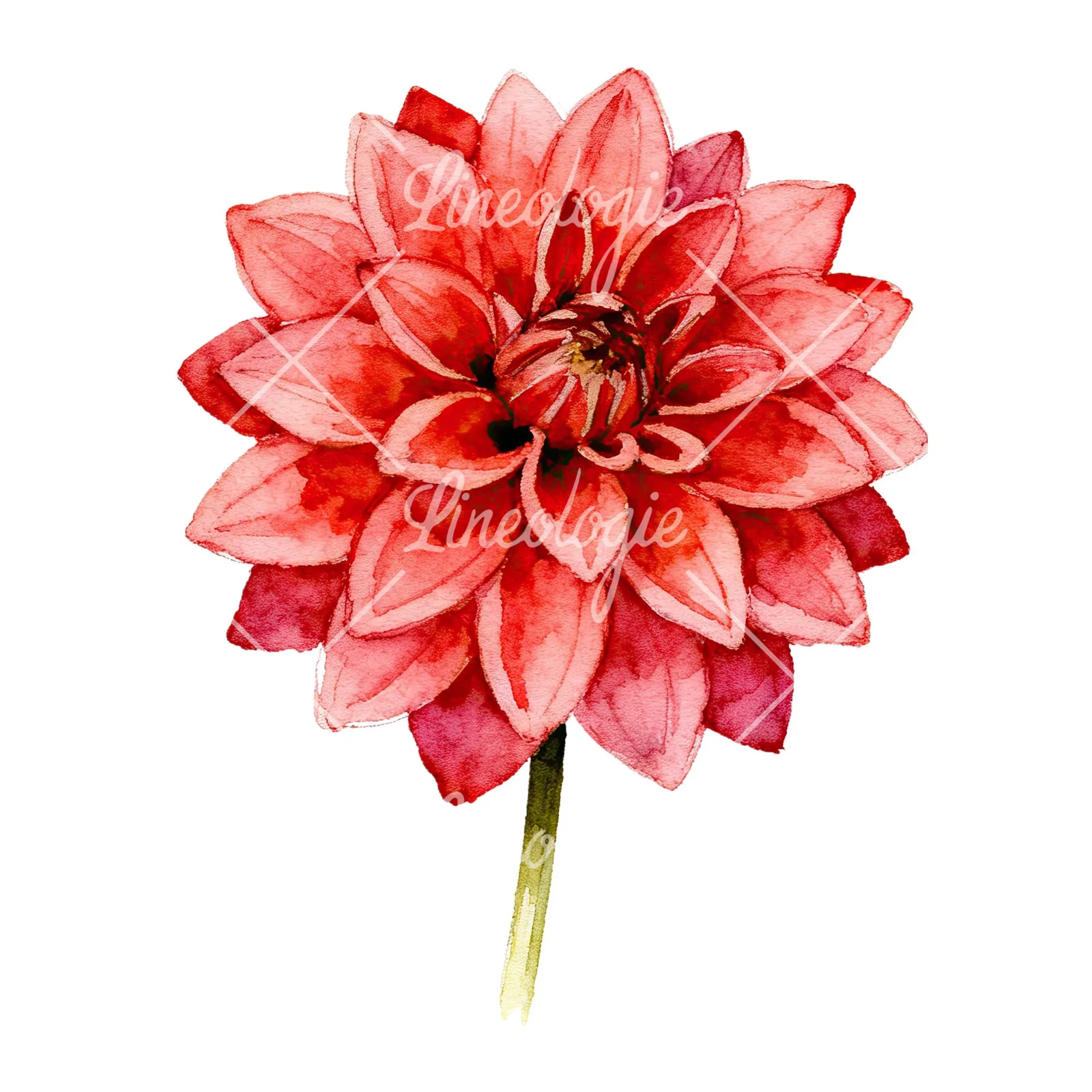 Watercolor single stem dahlia flower clipart 6 of 9 on a white background (JPG)