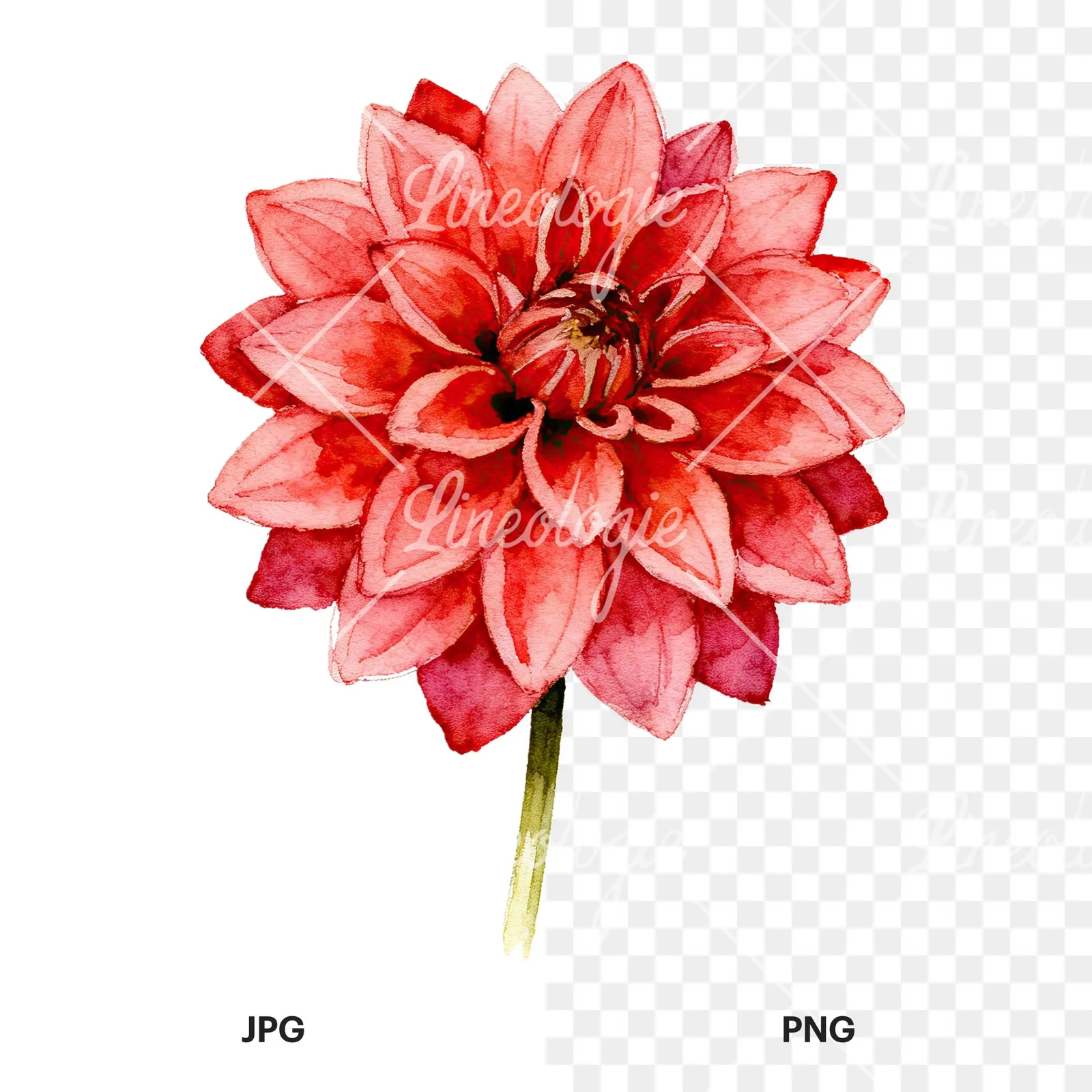 Watercolor single stem dahlia flower clipart 6 of 9, as a JPG on white and a transparent PNG