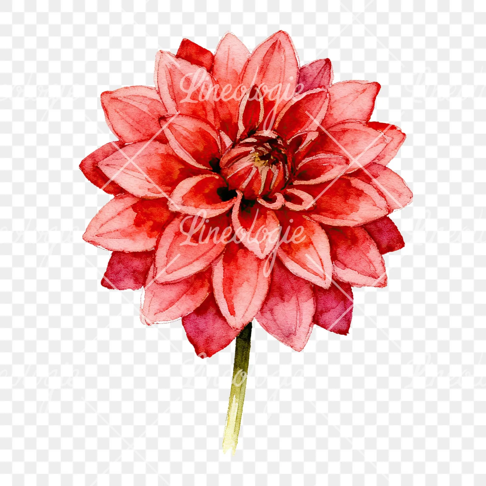 Watercolor single stem dahlia flower clipart 6 of 9 on a transparent background (PNG)