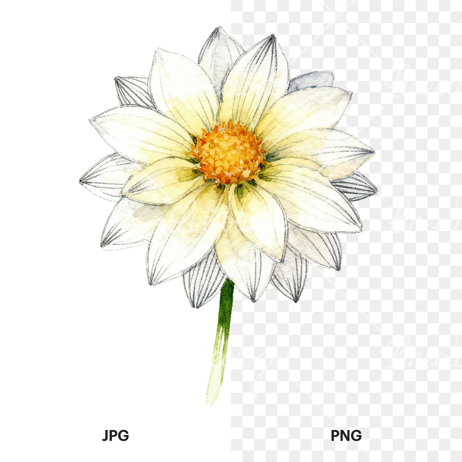 Watercolor single stem dahlia flower clipart 7 of 9, as a JPG on white and a transparent PNG