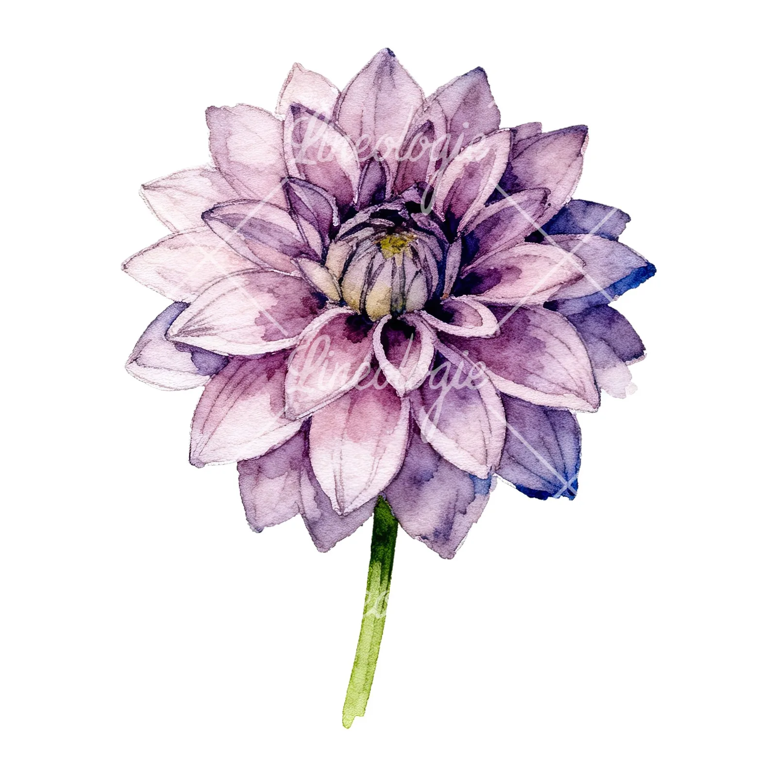 Watercolor single stem dahlia flower clipart 8 of 9 on a white background (JPG)