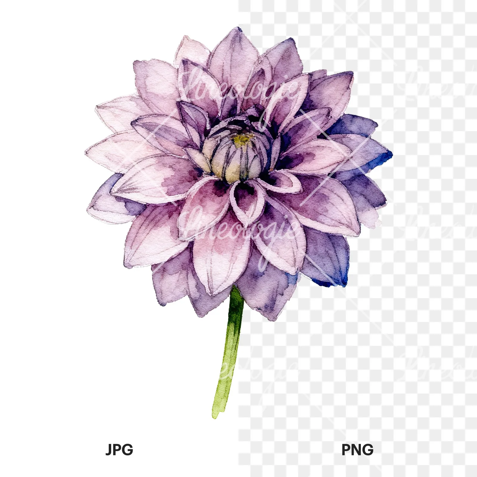 Watercolor single stem dahlia flower clipart 8 of 9, as a JPG on white and a transparent PNG