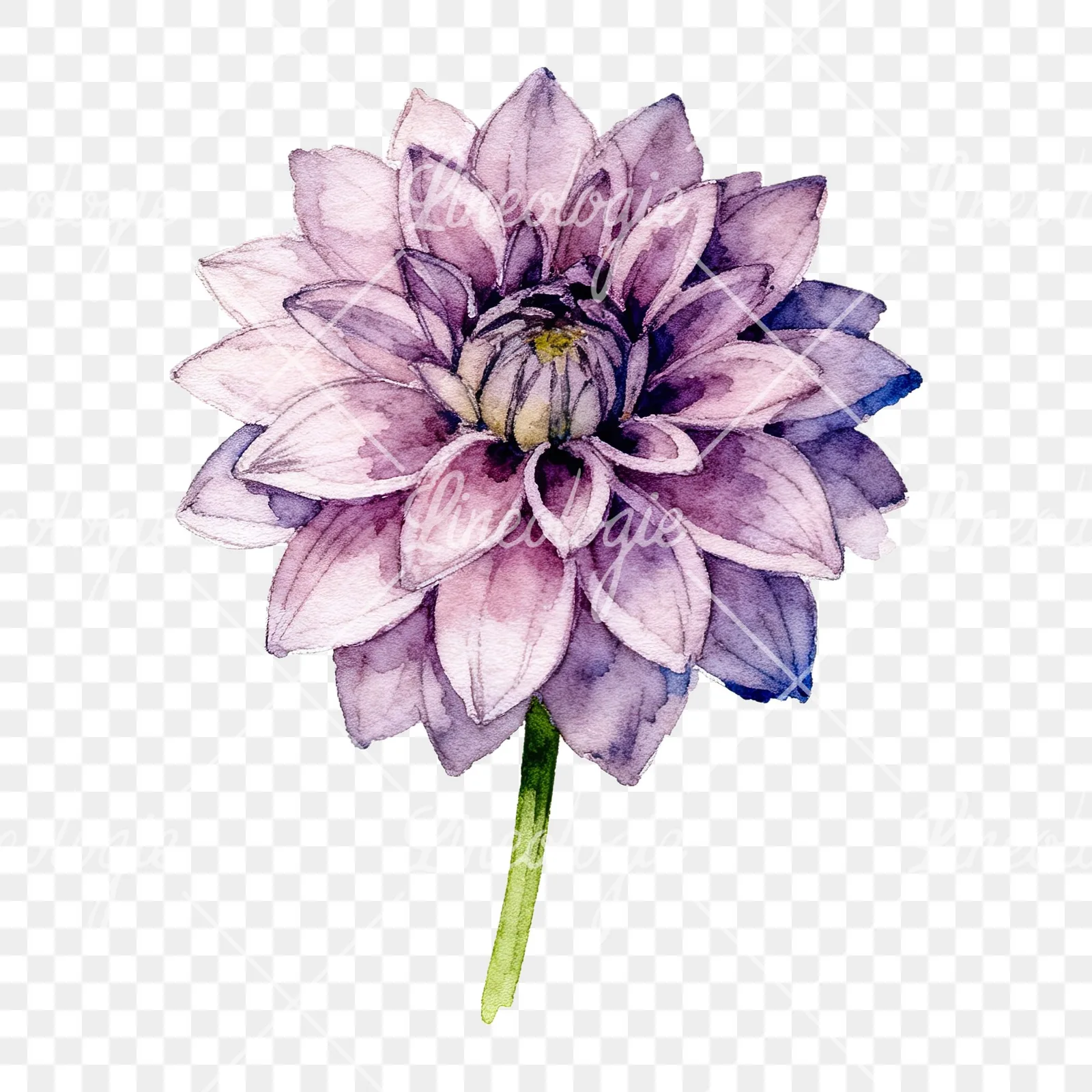 Watercolor single stem dahlia flower clipart 8 of 9 on a transparent background (PNG)