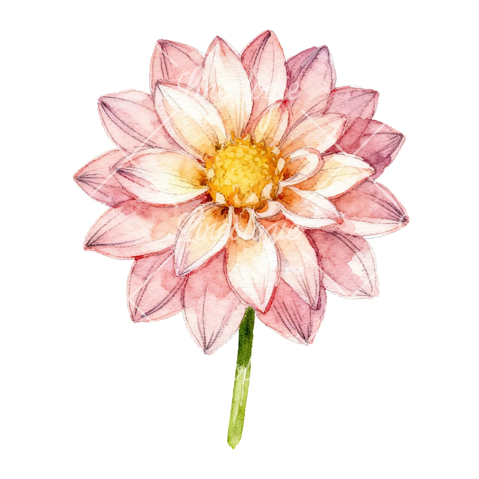 Watercolor single stem dahlia flower clipart 9 of 9 on a white background (JPG)