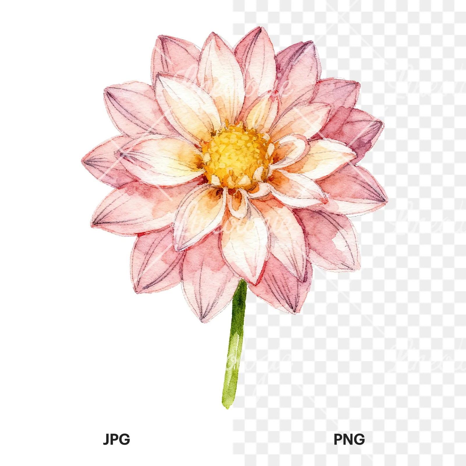 Watercolor single stem dahlia flower clipart 9 of 9, as a JPG on white and a transparent PNG