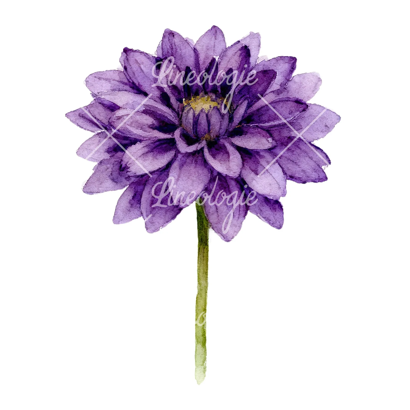 Watercolor dahlia flowers purple pink white clipart 1 of 9 on a white background (JPG)