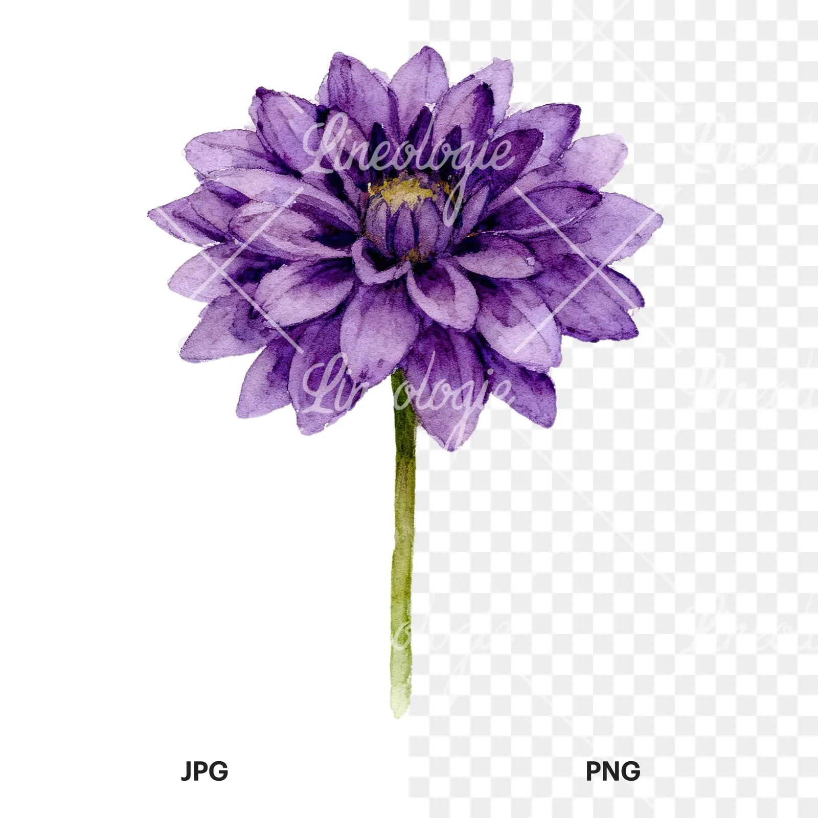 Watercolor dahlia flowers purple pink white clipart 1 of 9, as a JPG on white and a transparent PNG