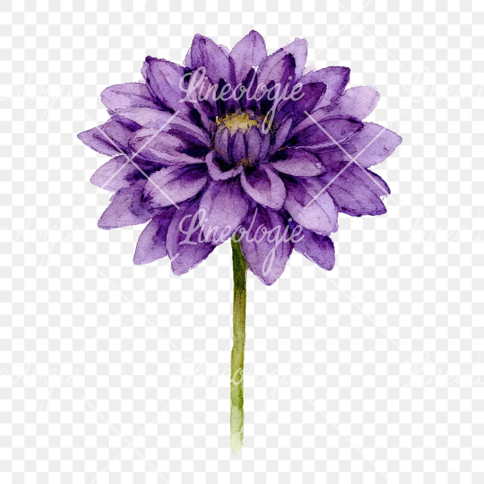 Watercolor dahlia flowers purple pink white clipart 1 of 9 on a transparent background (PNG)