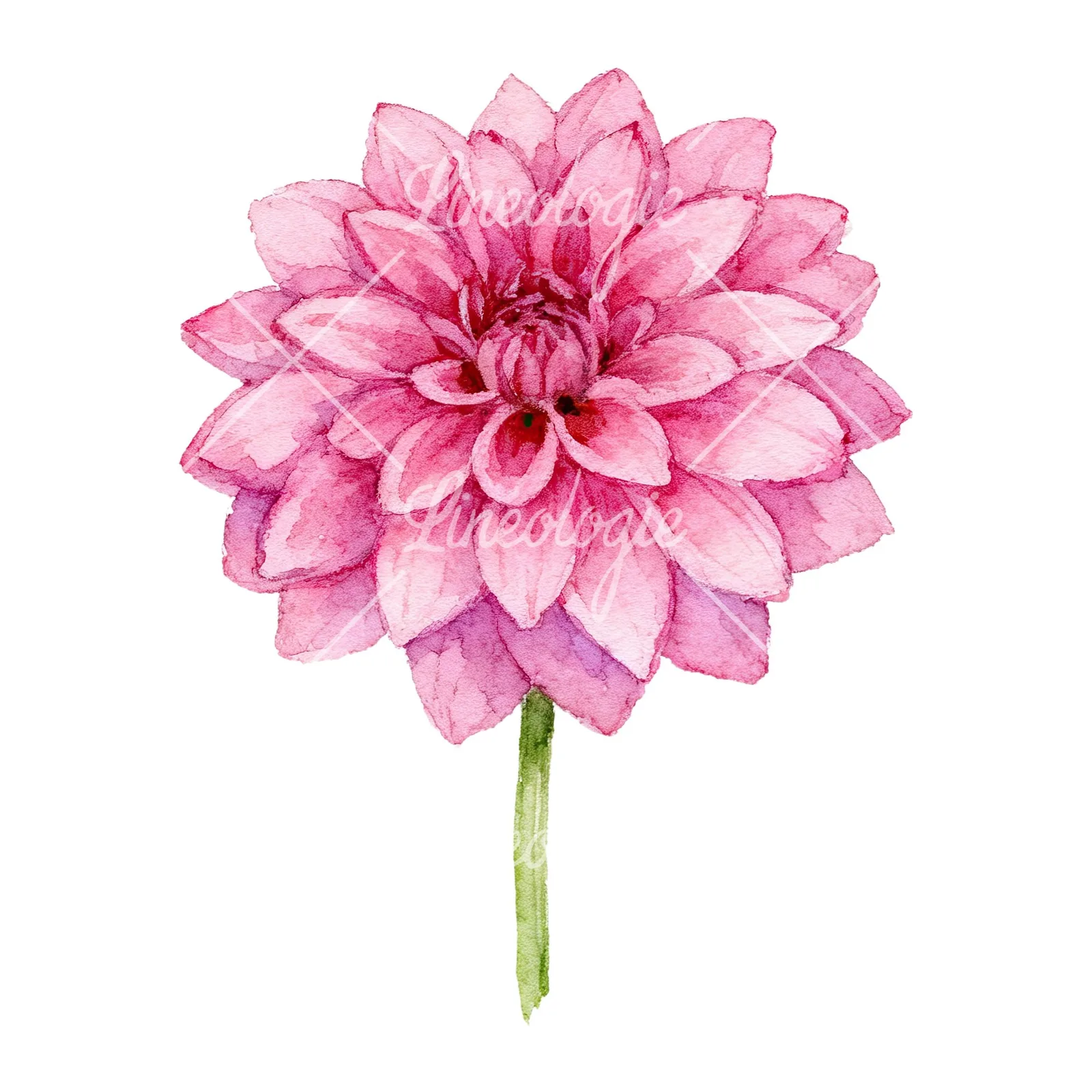 Watercolor dahlia flowers purple pink white clipart 2 of 9 on a white background (JPG)
