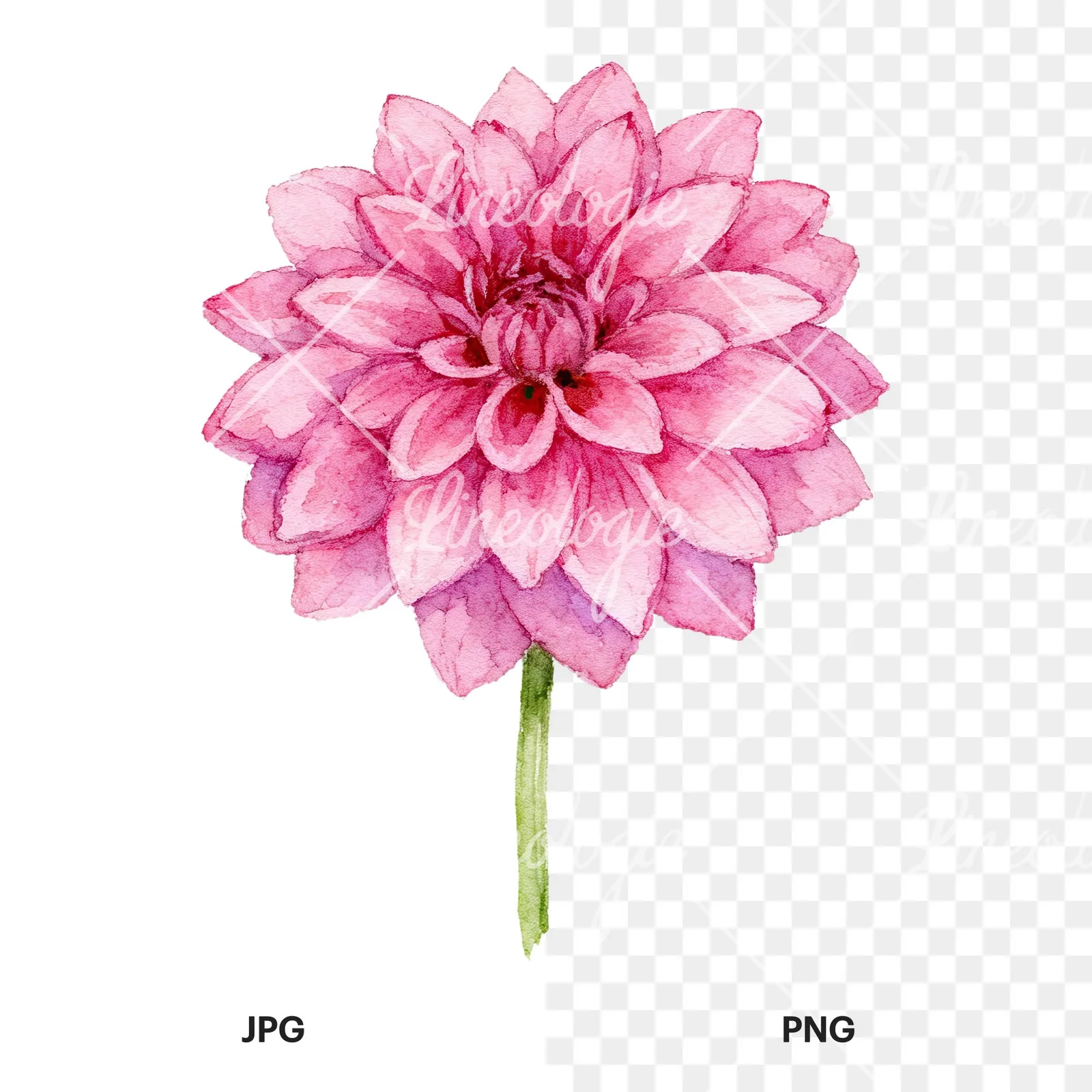 Watercolor dahlia flowers purple pink white clipart 2 of 9, as a JPG on white and a transparent PNG