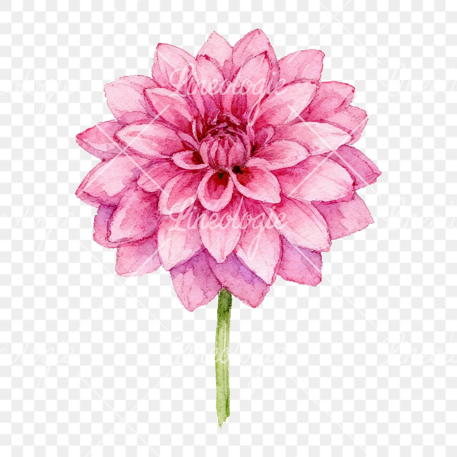 Watercolor dahlia flowers purple pink white clipart 2 of 9 on a transparent background (PNG)