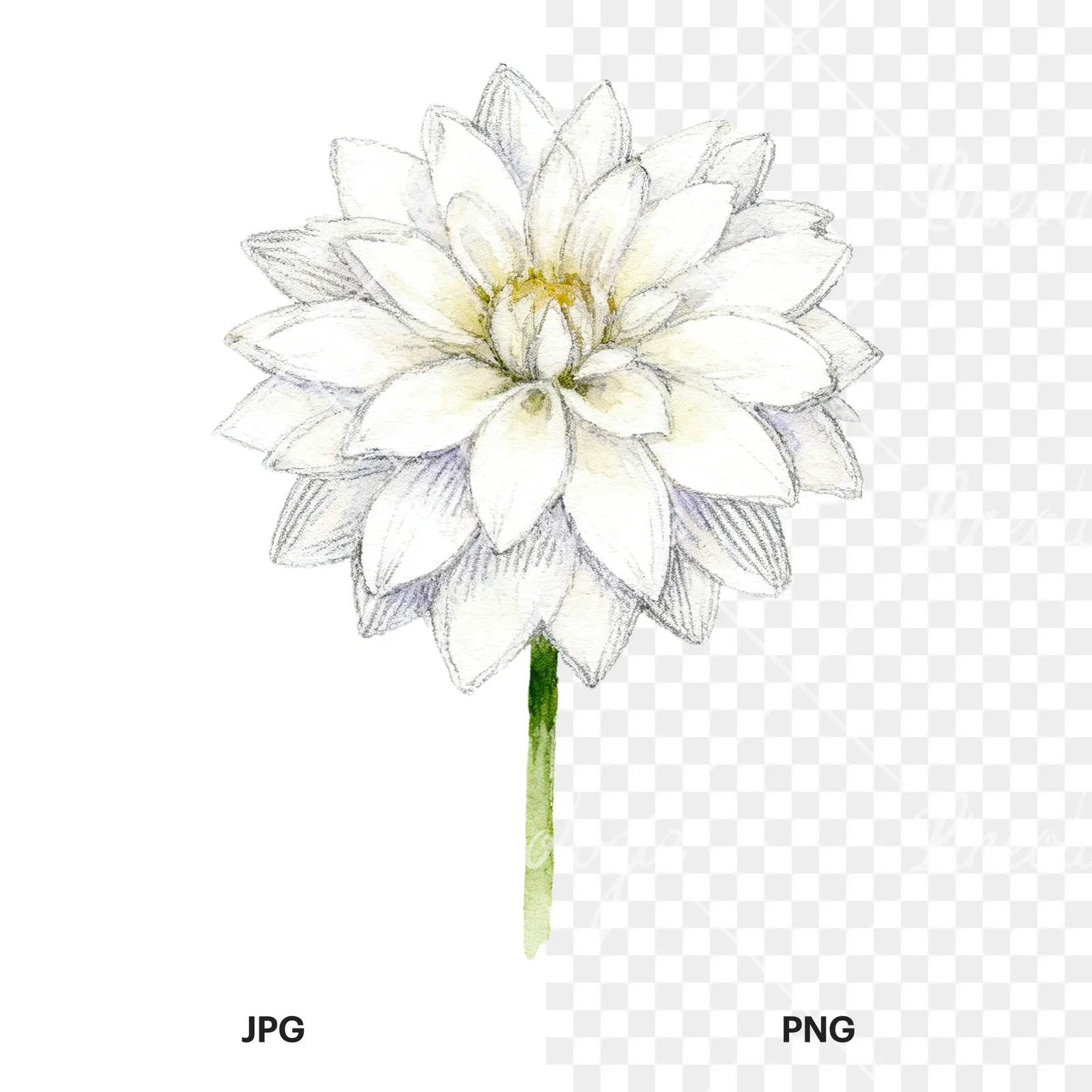 Watercolor dahlia flowers purple pink white clipart 3 of 9, as a JPG on white and a transparent PNG