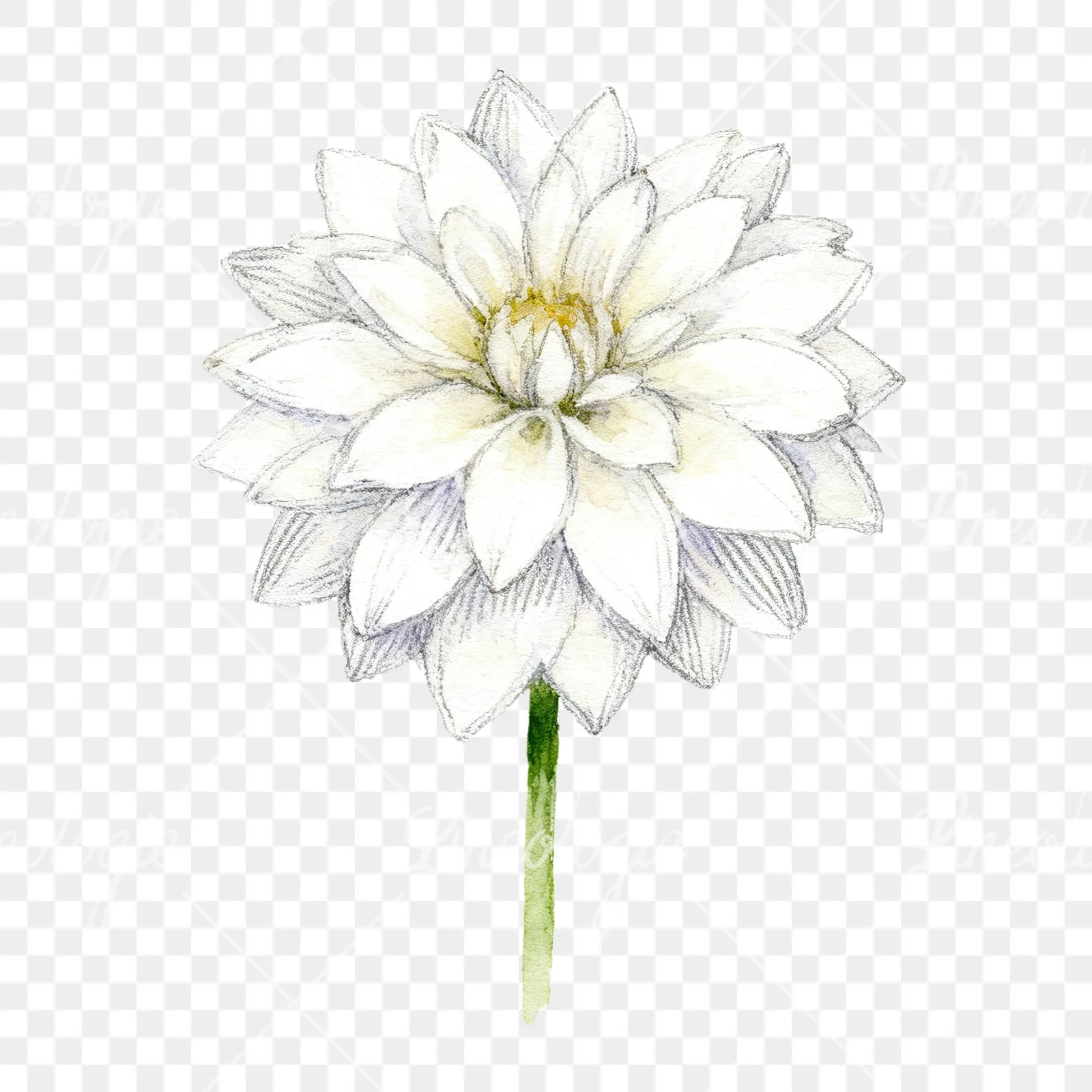 Watercolor dahlia flowers purple pink white clipart 3 of 9 on a transparent background (PNG)