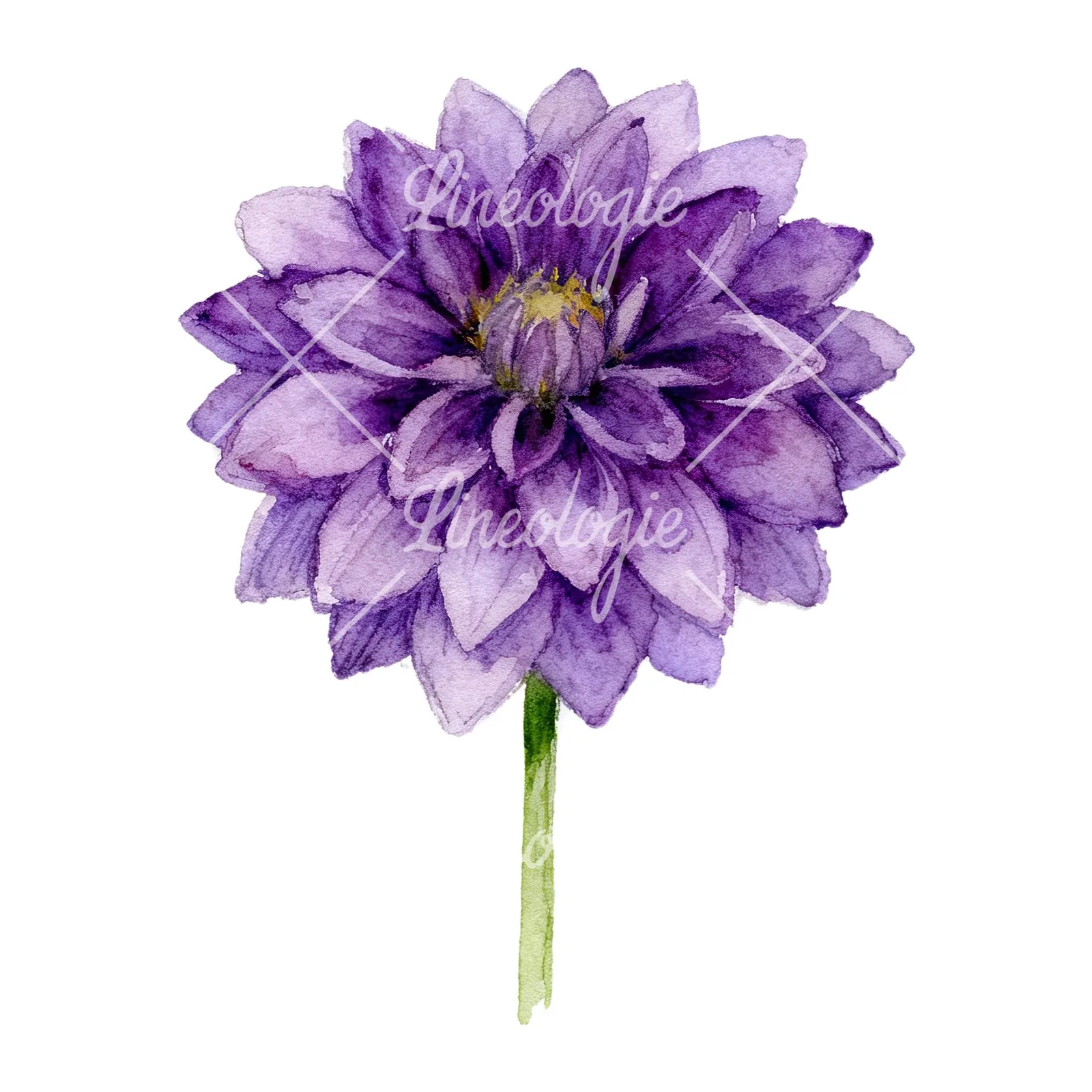 Watercolor dahlia flowers purple pink white clipart 4 of 9 on a white background (JPG)