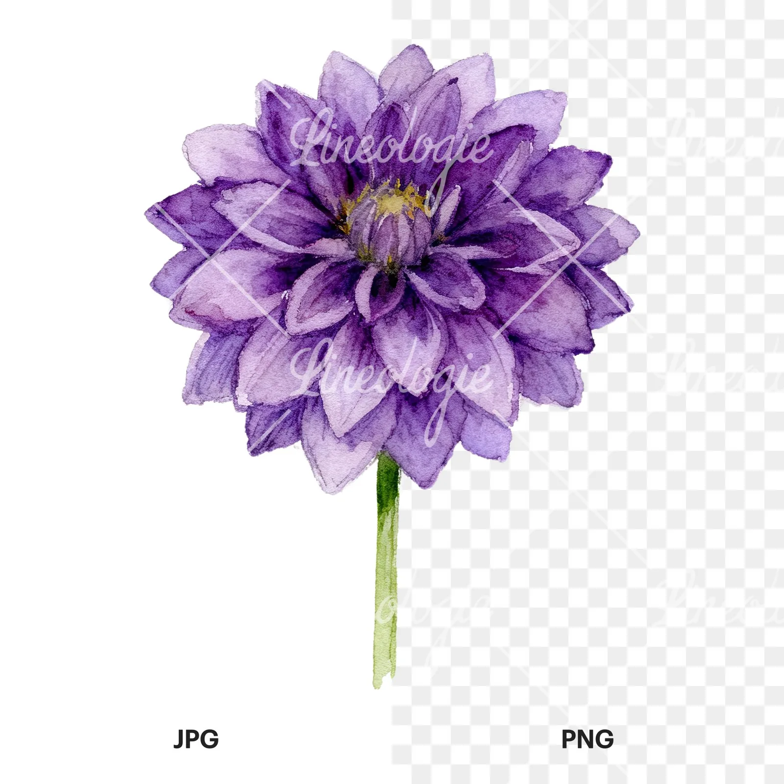 Watercolor dahlia flowers purple pink white clipart 4 of 9, as a JPG on white and a transparent PNG