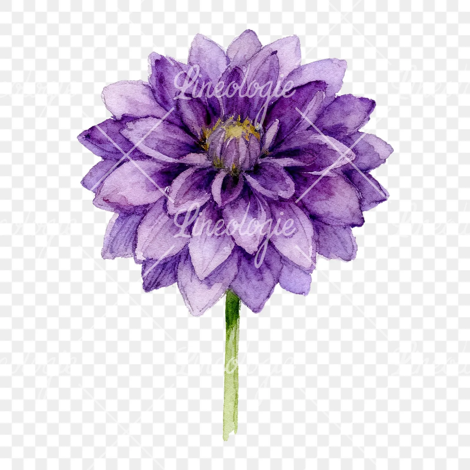 Watercolor dahlia flowers purple pink white clipart 4 of 9 on a transparent background (PNG)
