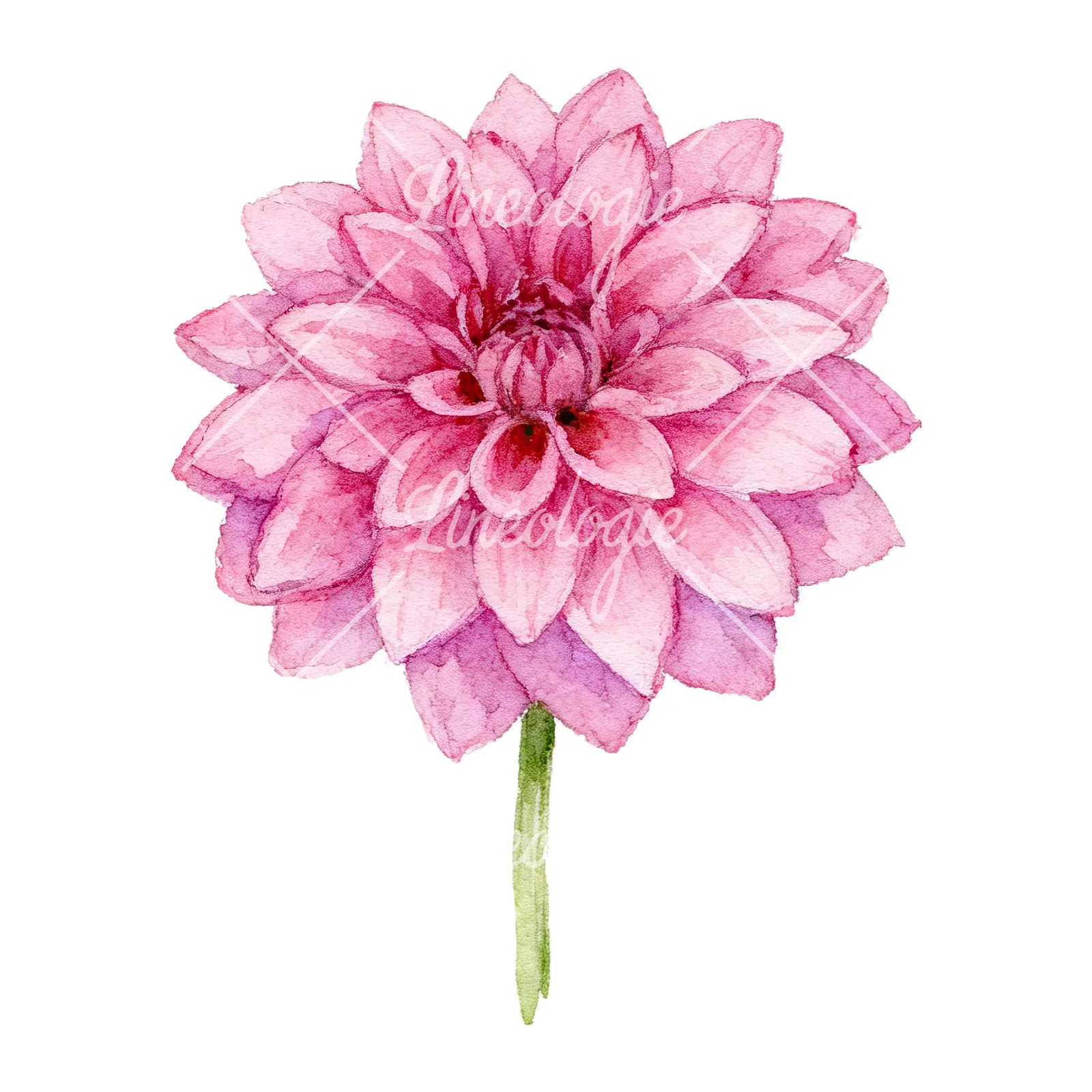 Watercolor dahlia flowers purple pink white clipart 5 of 9 on a white background (JPG)