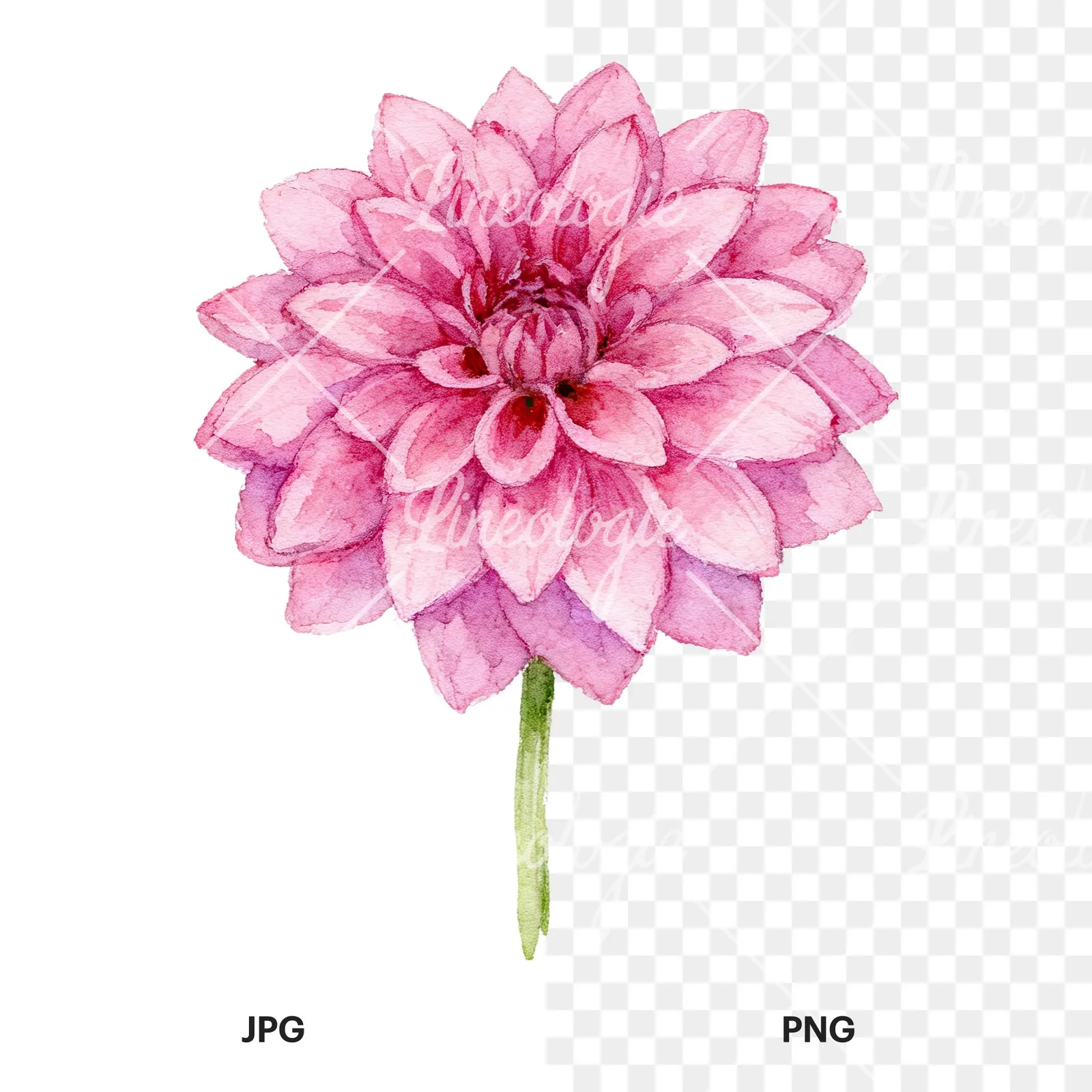 Watercolor dahlia flowers purple pink white clipart 5 of 9, as a JPG on white and a transparent PNG