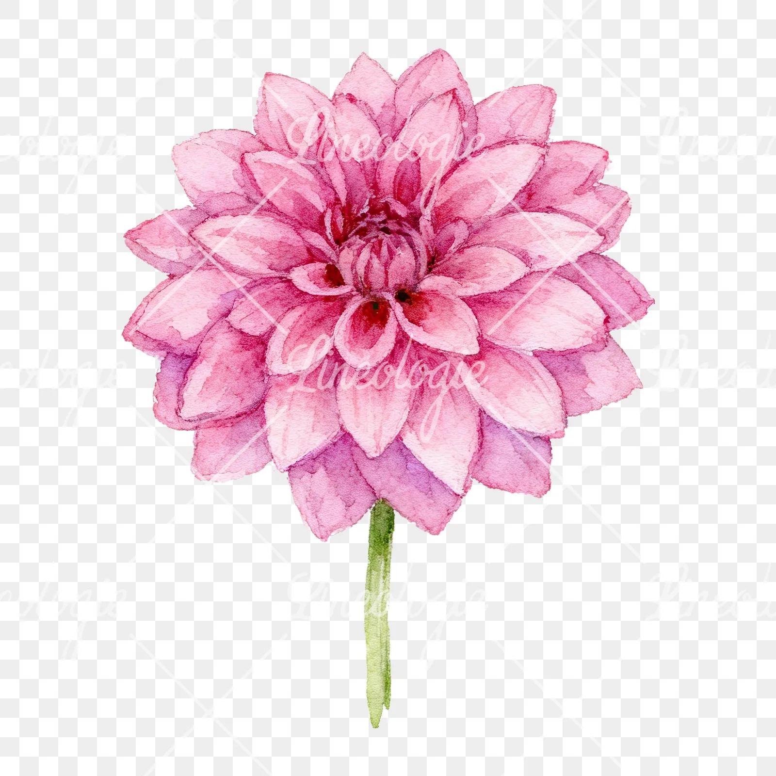Watercolor dahlia flowers purple pink white clipart 5 of 9 on a transparent background (PNG)