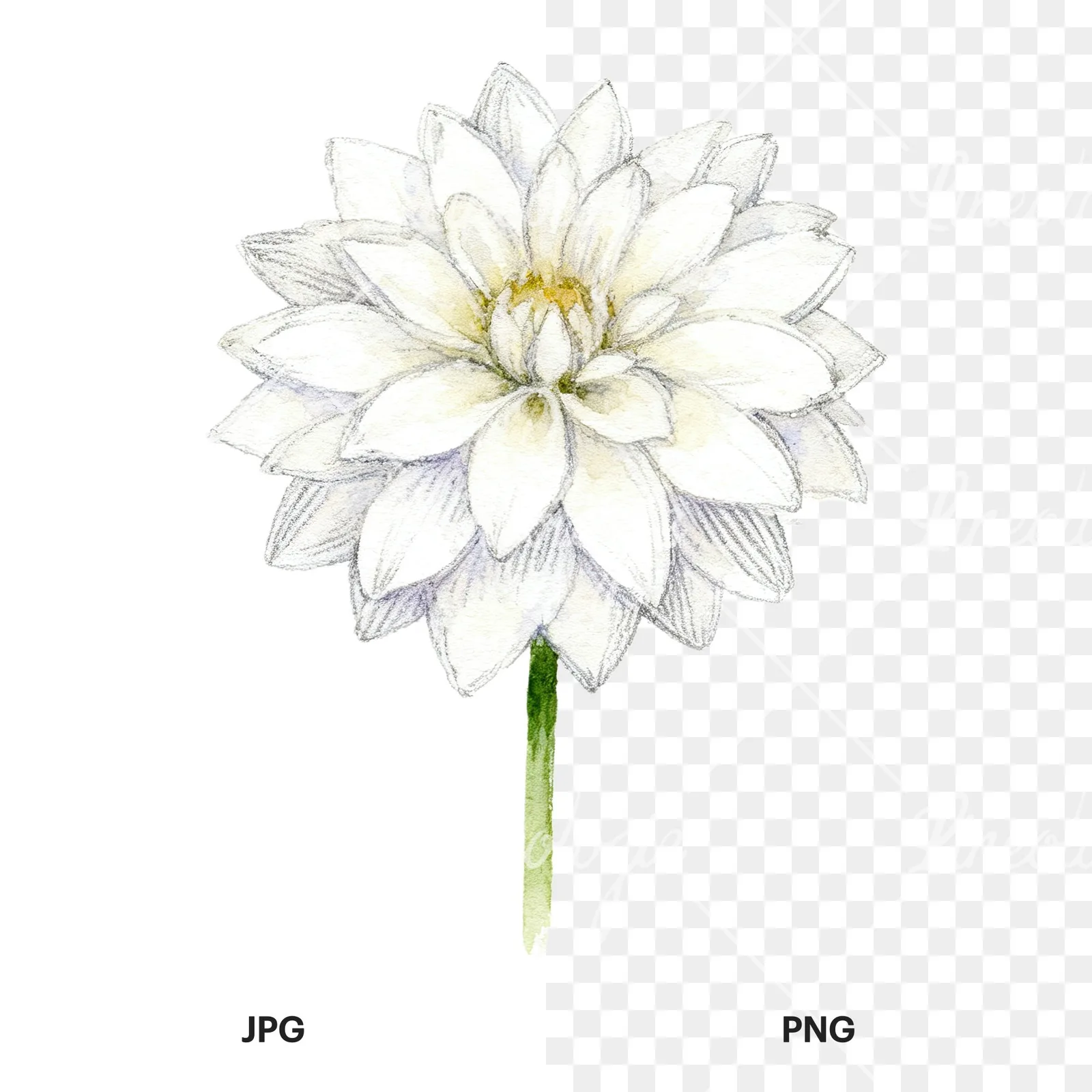 Watercolor dahlia flowers purple pink white clipart 6 of 9, as a JPG on white and a transparent PNG