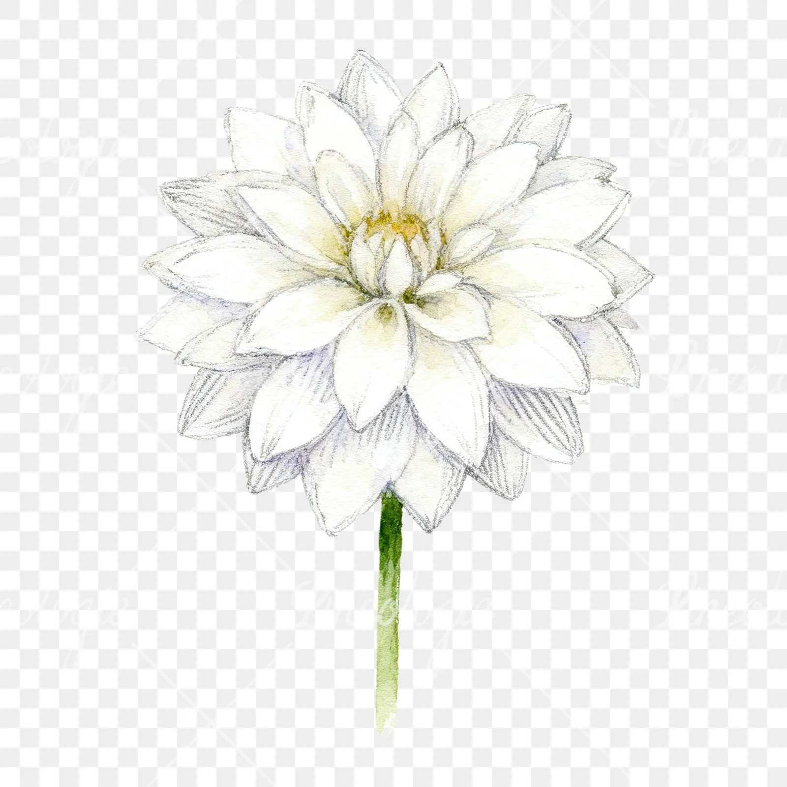 Watercolor dahlia flowers purple pink white clipart 6 of 9 on a transparent background (PNG)