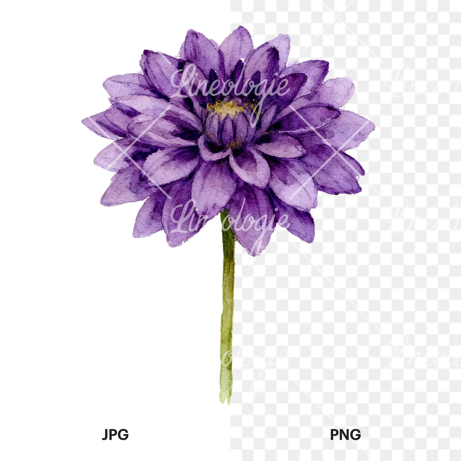 Watercolor dahlia flowers purple pink white clipart 7 of 9, as a JPG on white and a transparent PNG