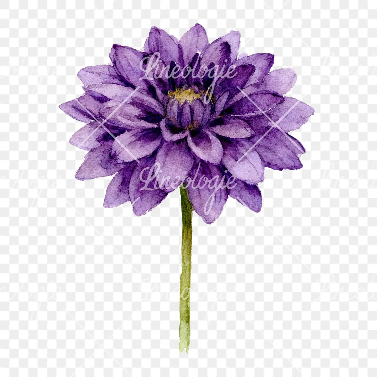 Watercolor dahlia flowers purple pink white clipart 7 of 9 on a transparent background (PNG)