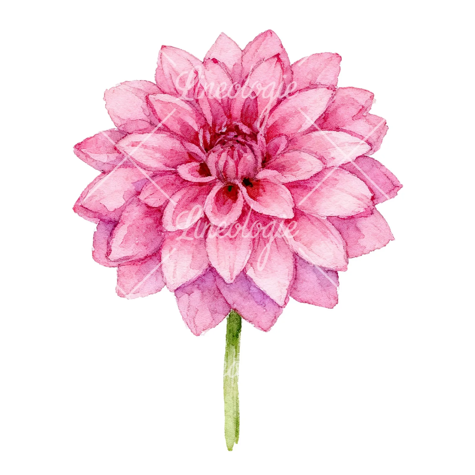 Watercolor dahlia flowers purple pink white clipart 8 of 9 on a white background (JPG)