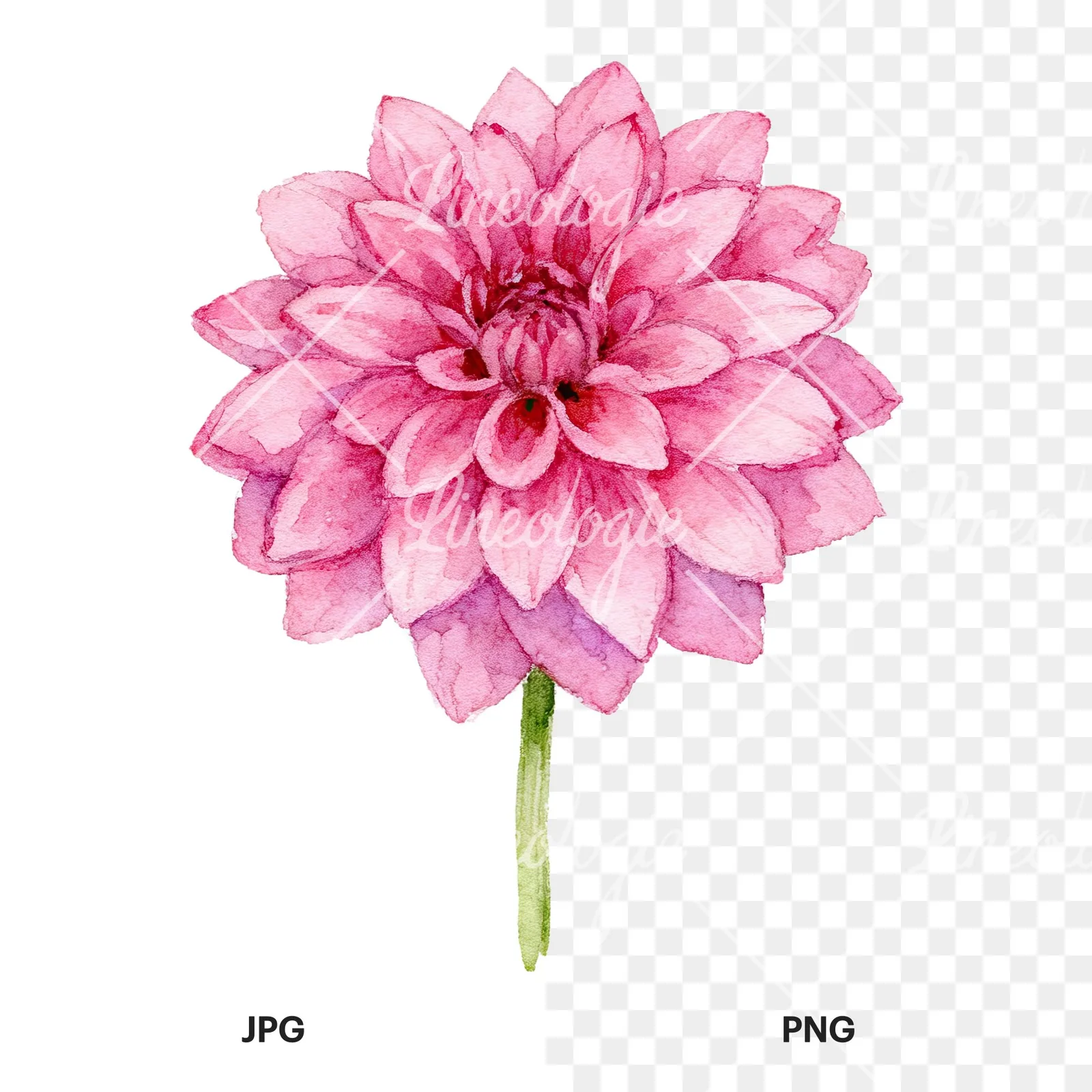 Watercolor dahlia flowers purple pink white clipart 8 of 9, as a JPG on white and a transparent PNG