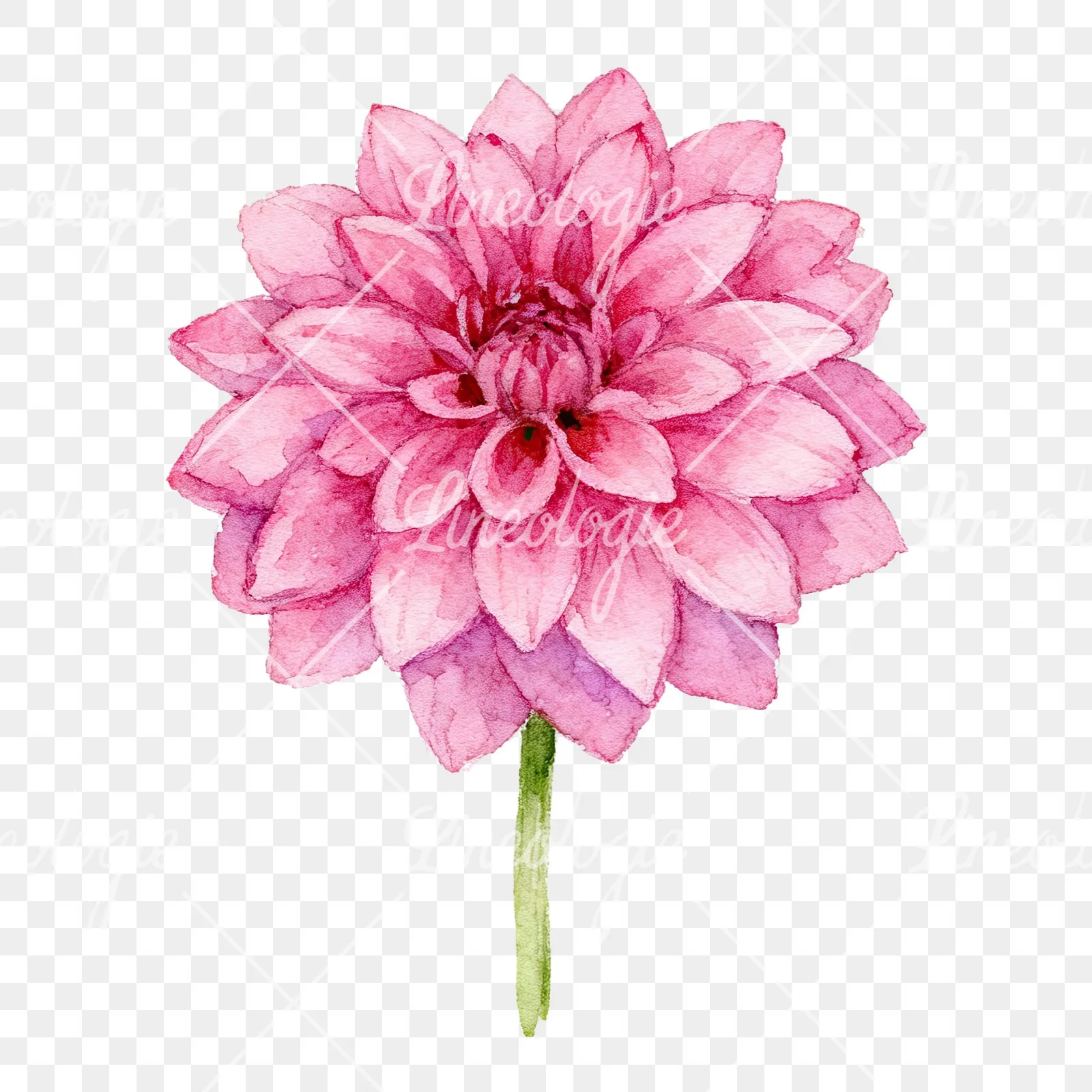 Watercolor dahlia flowers purple pink white clipart 8 of 9 on a transparent background (PNG)