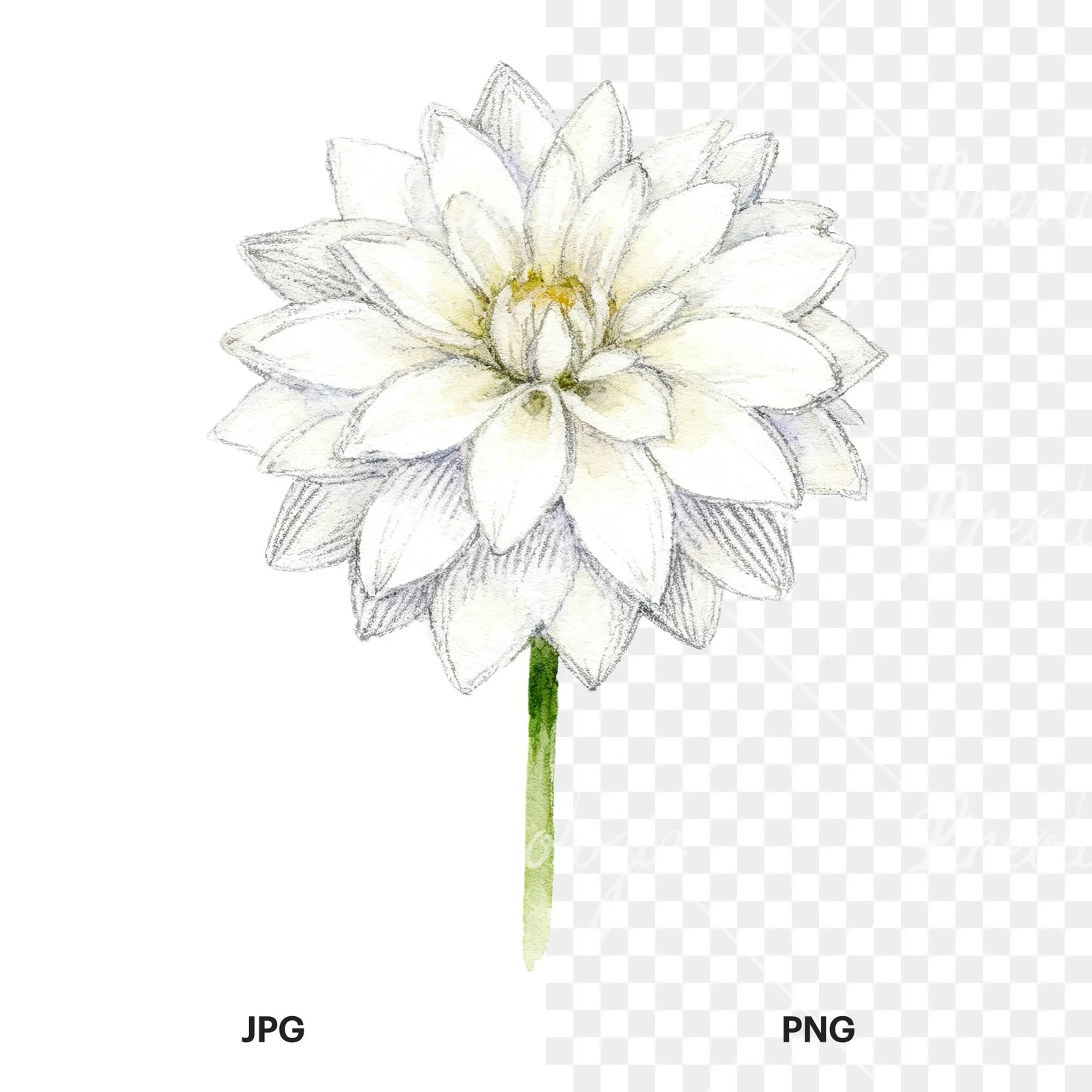 Watercolor dahlia flowers purple pink white clipart 9 of 9, as a JPG on white and a transparent PNG