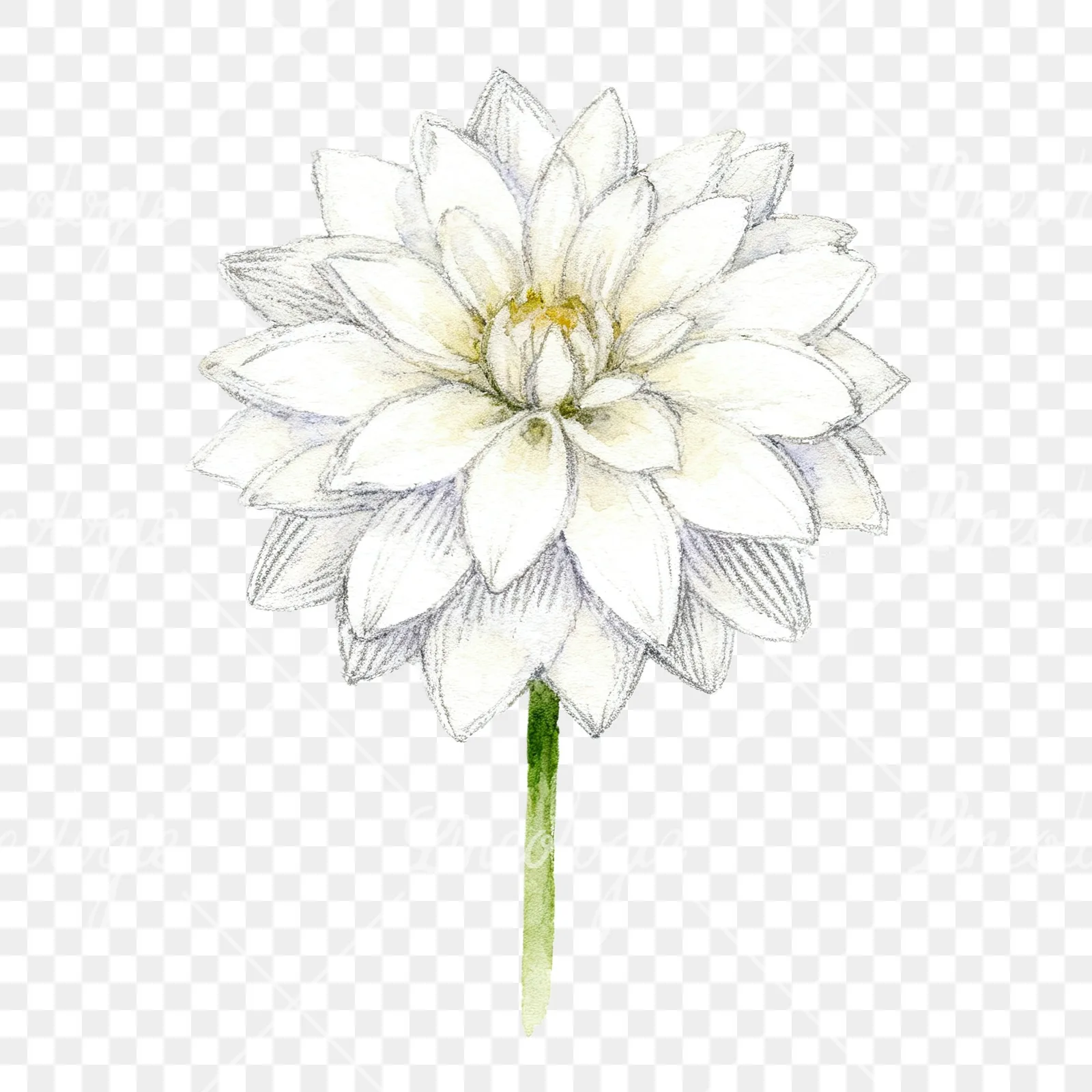 Watercolor dahlia flowers purple pink white clipart 9 of 9 on a transparent background (PNG)