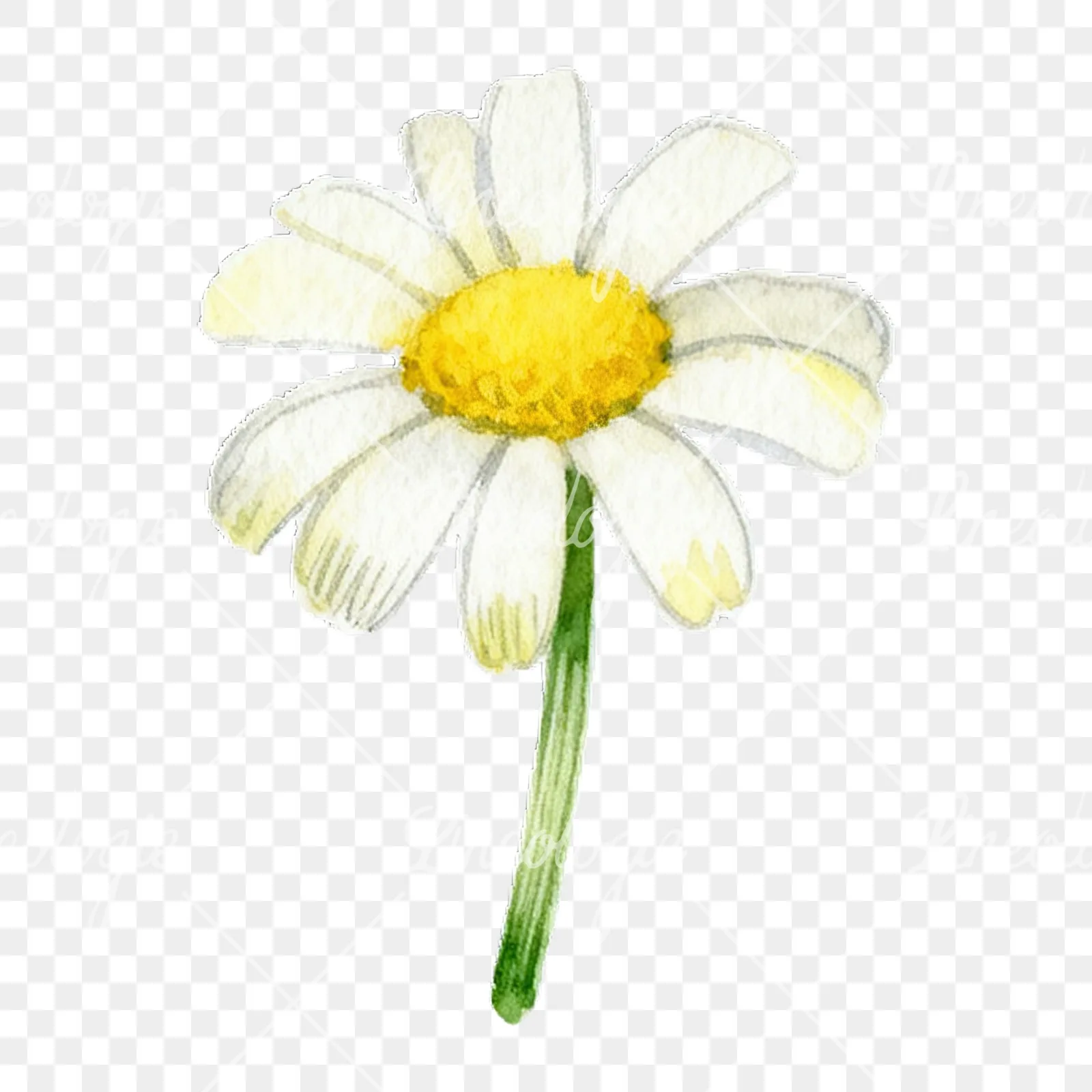 Watercolor yellow and white daisy flowers clipart 1 of 9 on a transparent background (PNG)
