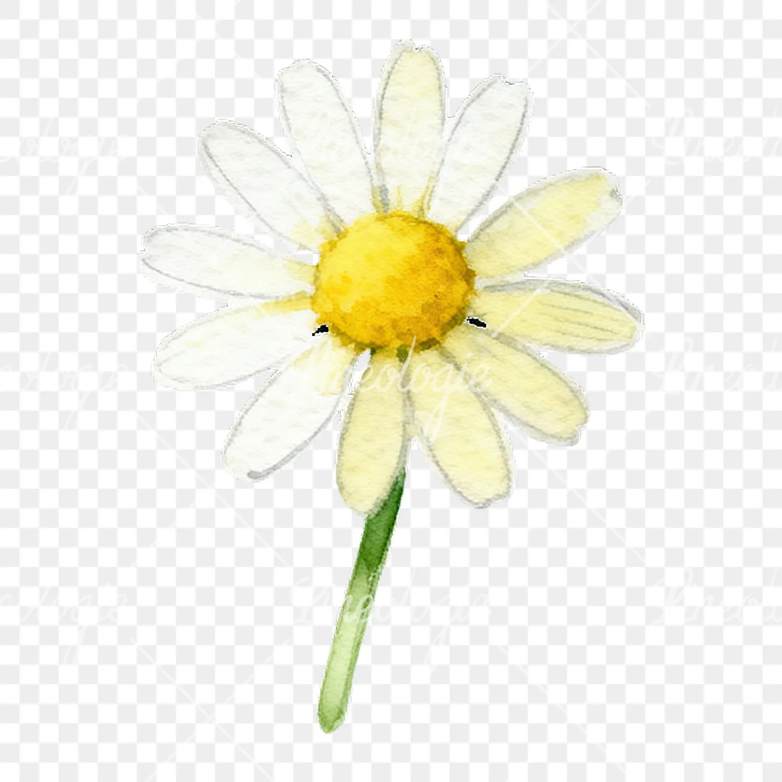 Watercolor yellow and white daisy flowers clipart 2 of 9 on a transparent background (PNG)