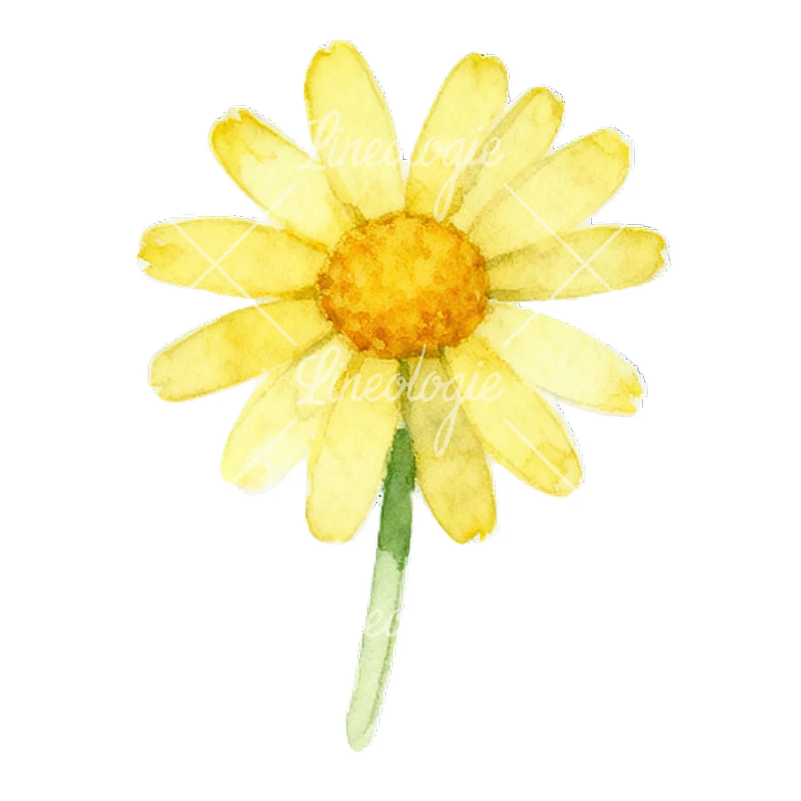 Watercolor yellow and white daisy flowers clipart 3 of 9 on a white background (JPG)