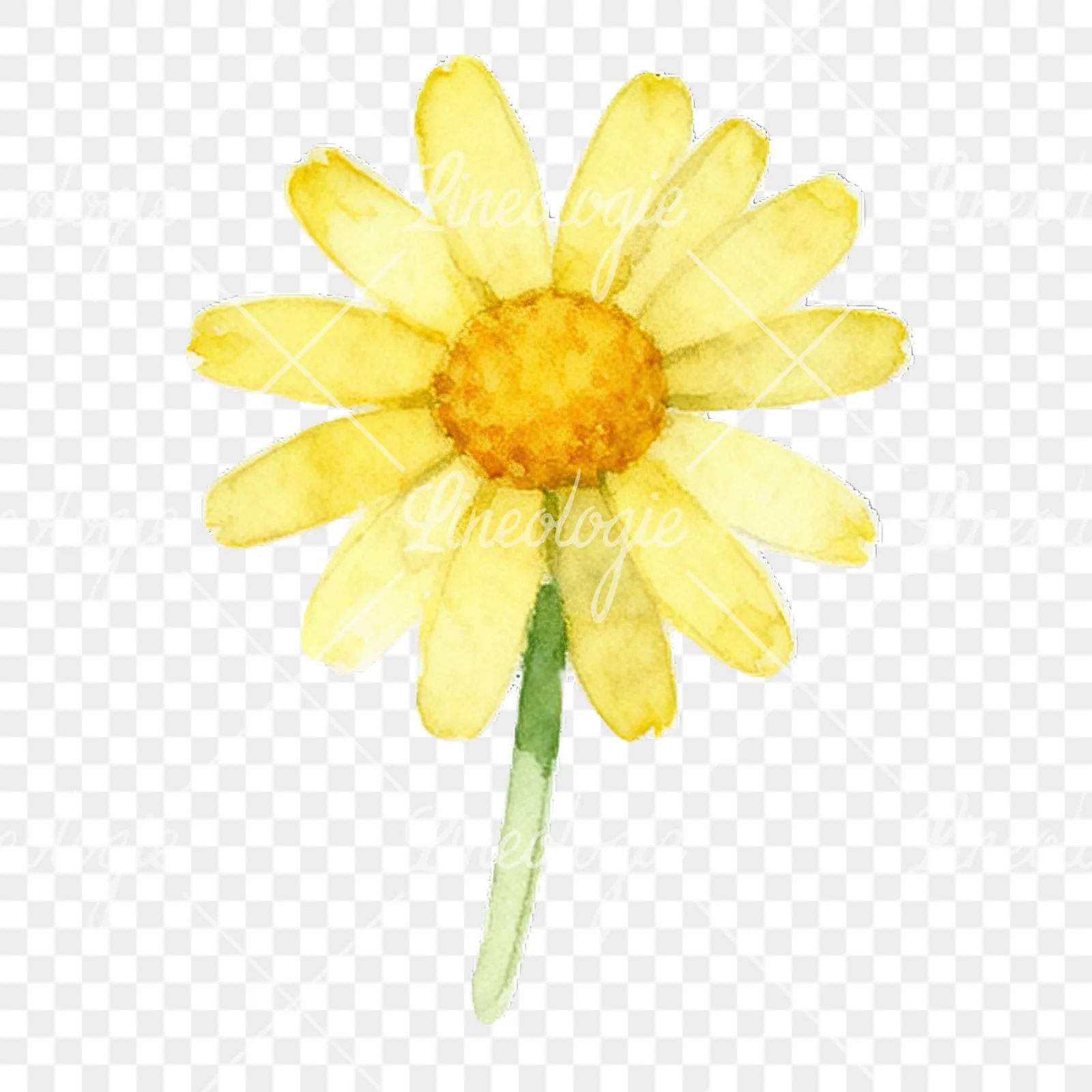 Watercolor yellow and white daisy flowers clipart 3 of 9 on a transparent background (PNG)