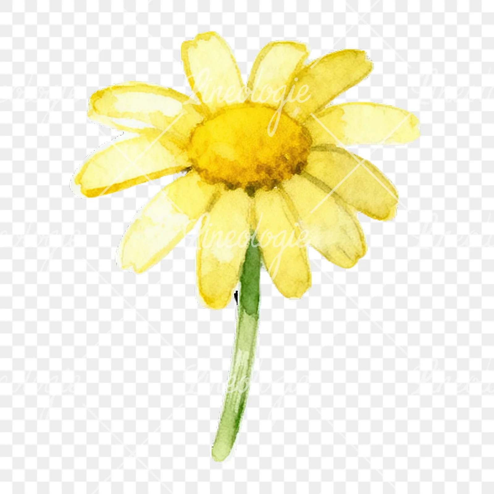 Watercolor yellow and white daisy flowers clipart 4 of 9 on a transparent background (PNG)