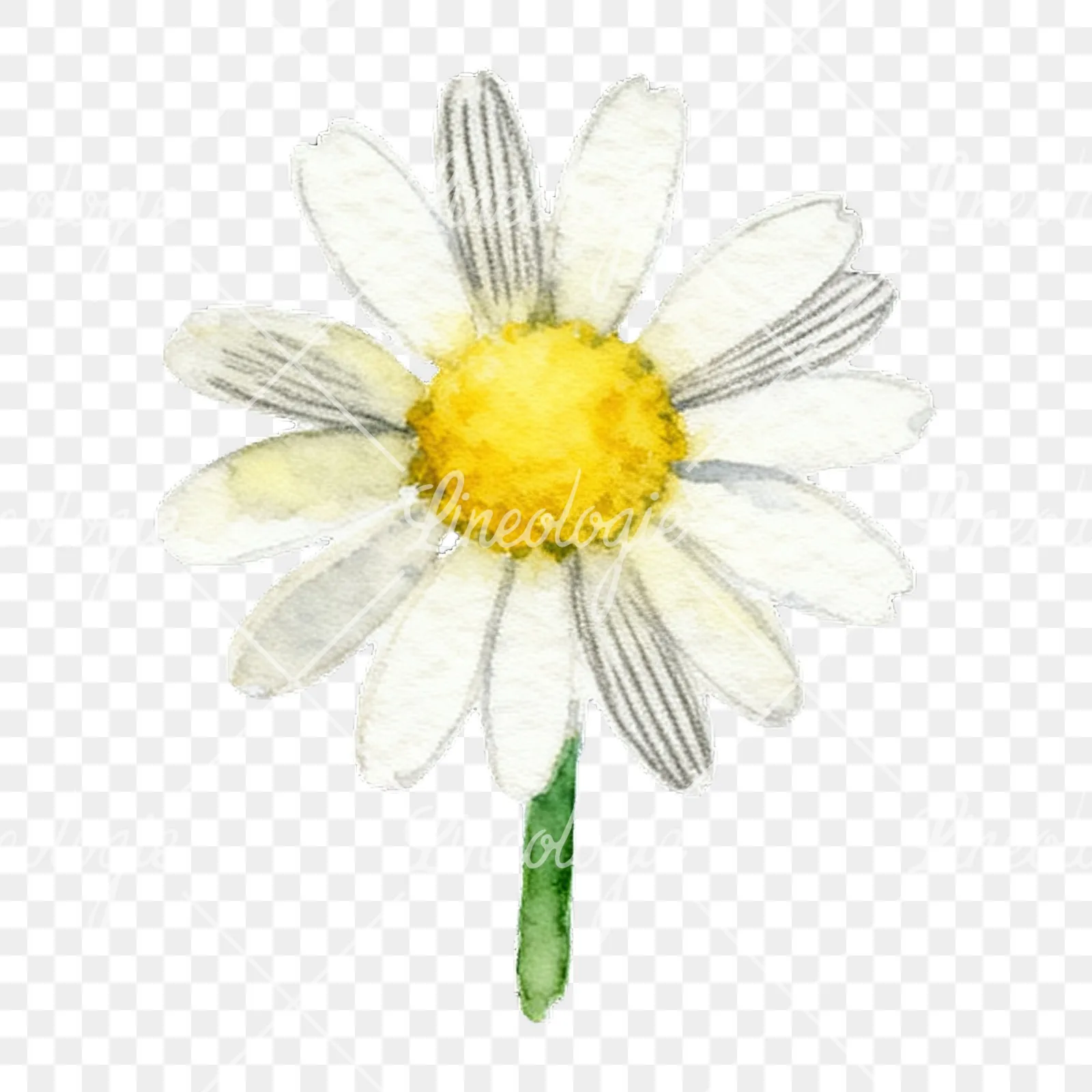 Watercolor yellow and white daisy flowers clipart 5 of 9 on a transparent background (PNG)