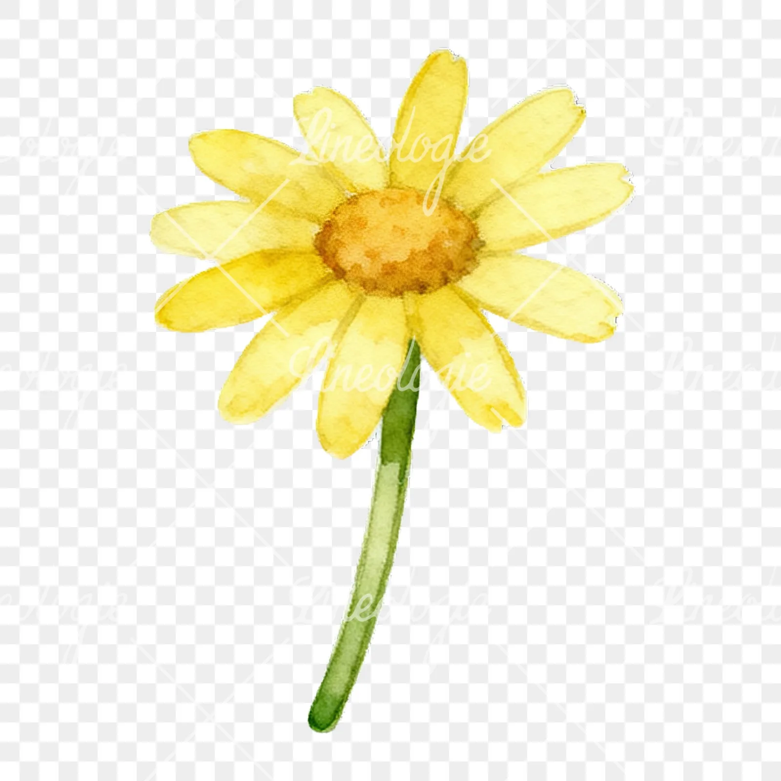 Watercolor yellow and white daisy flowers clipart 6 of 9 on a transparent background (PNG)