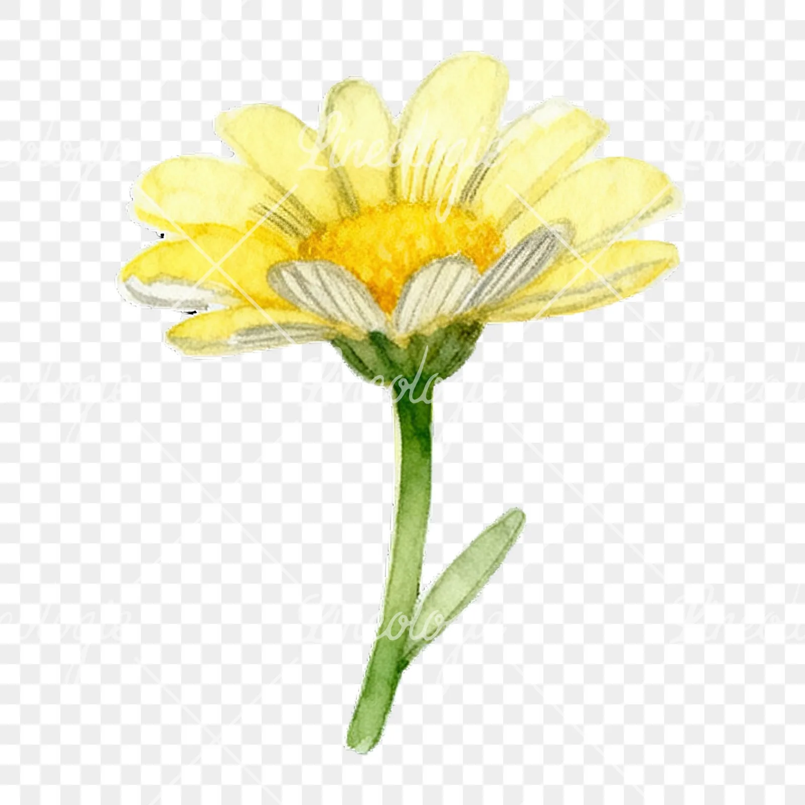 Watercolor yellow and white daisy flowers clipart 7 of 9 on a transparent background (PNG)
