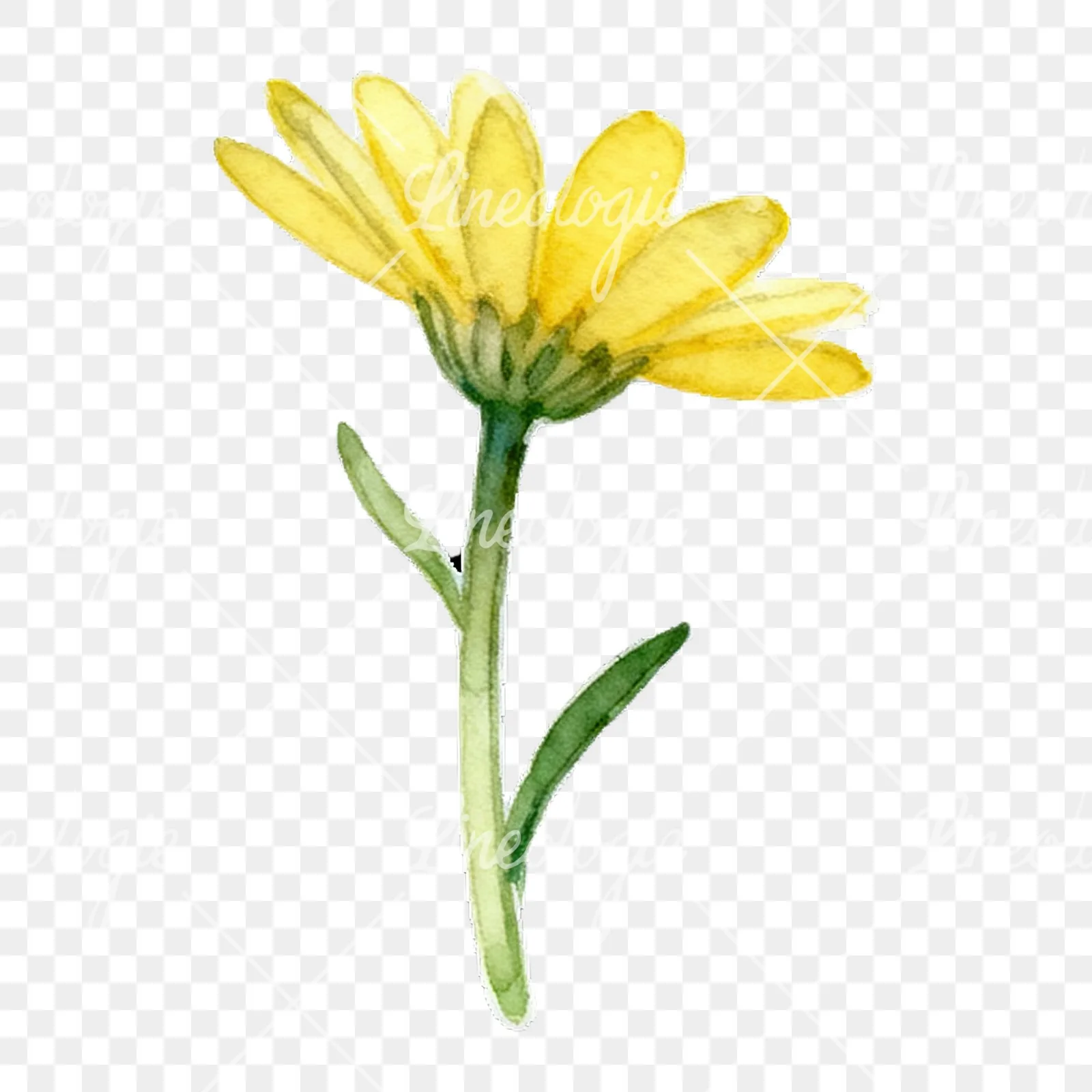 Watercolor yellow and white daisy flowers clipart 8 of 9 on a transparent background (PNG)