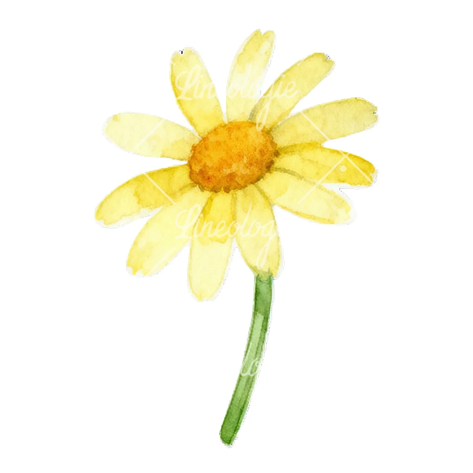 Watercolor yellow and white daisy flowers clipart 9 of 9 on a white background (JPG)