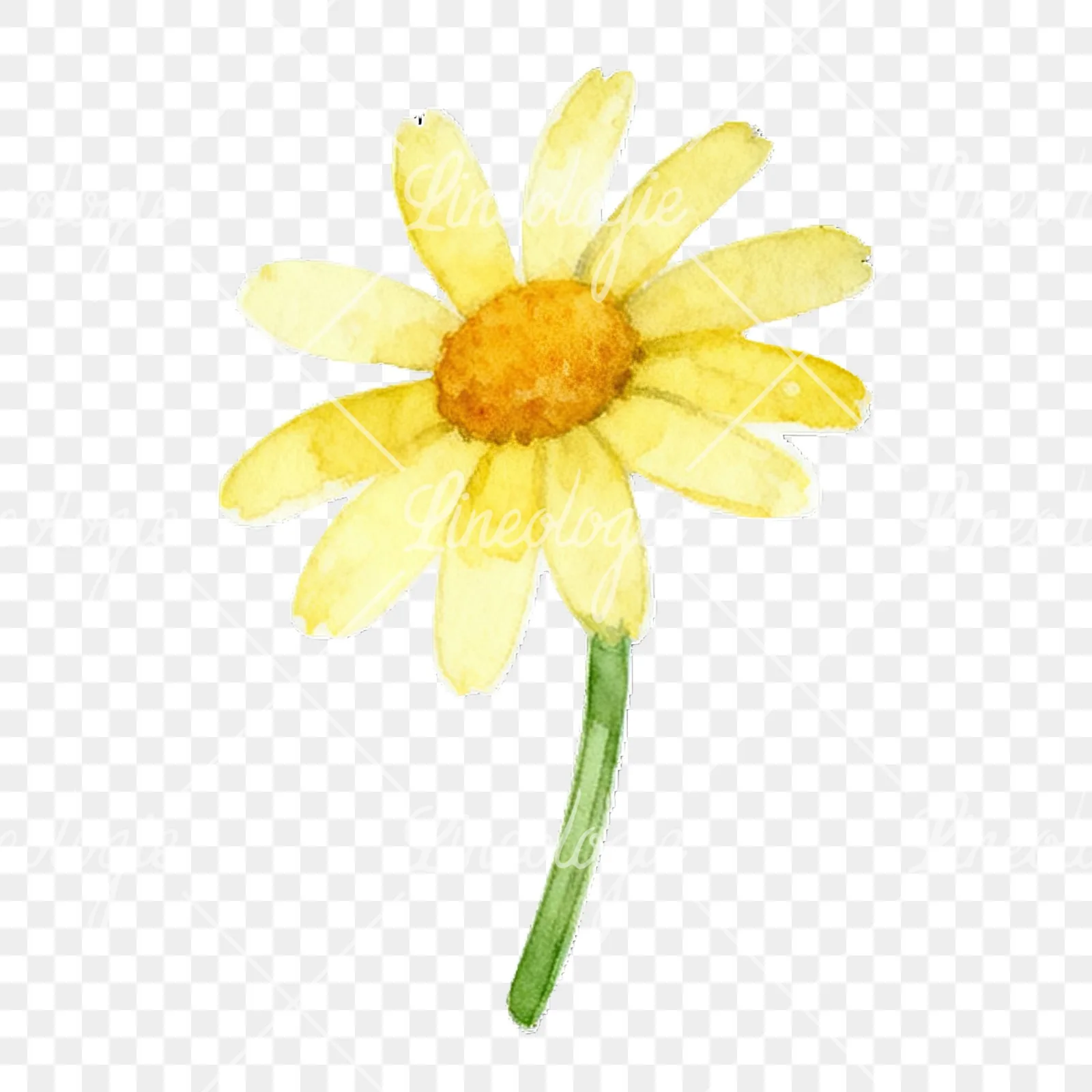 Watercolor yellow and white daisy flowers clipart 9 of 9 on a transparent background (PNG)