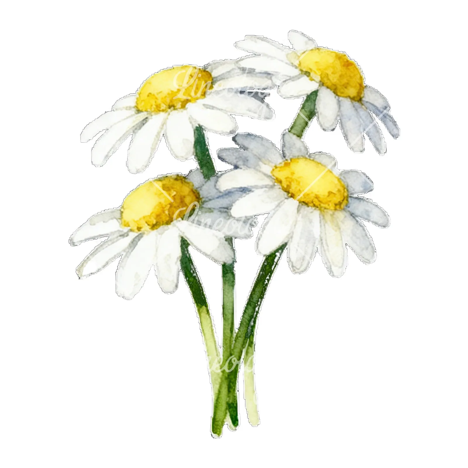 Watercolor white daisy bouquet clipart 1 of 9 on a white background (JPG)
