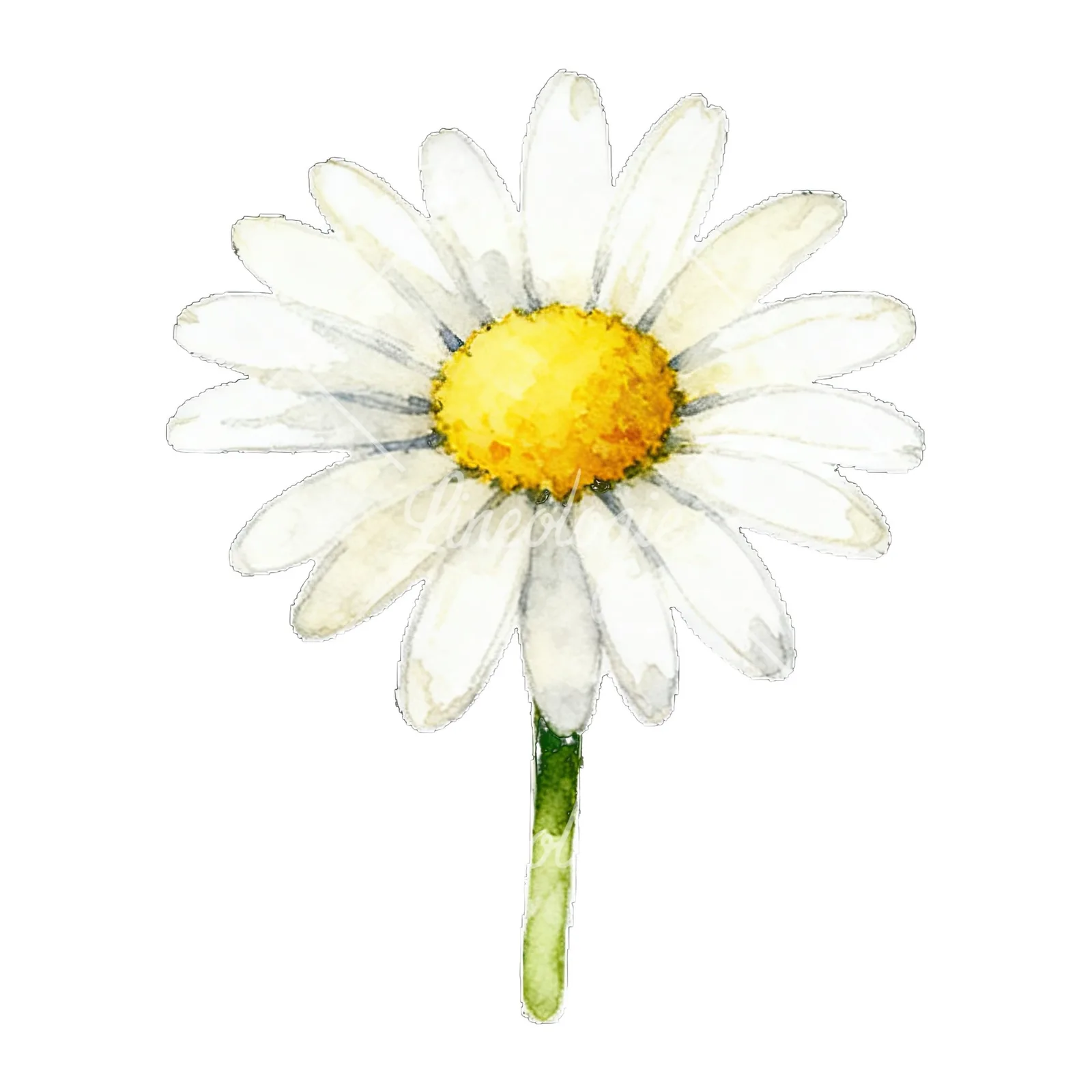 Watercolor white daisy bouquet clipart 2 of 9 on a white background (JPG)
