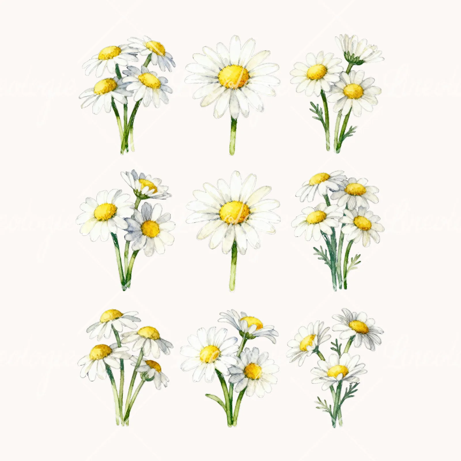 Watercolor White Daisy Bouquet Clipart, all 9 illustrations in the pack