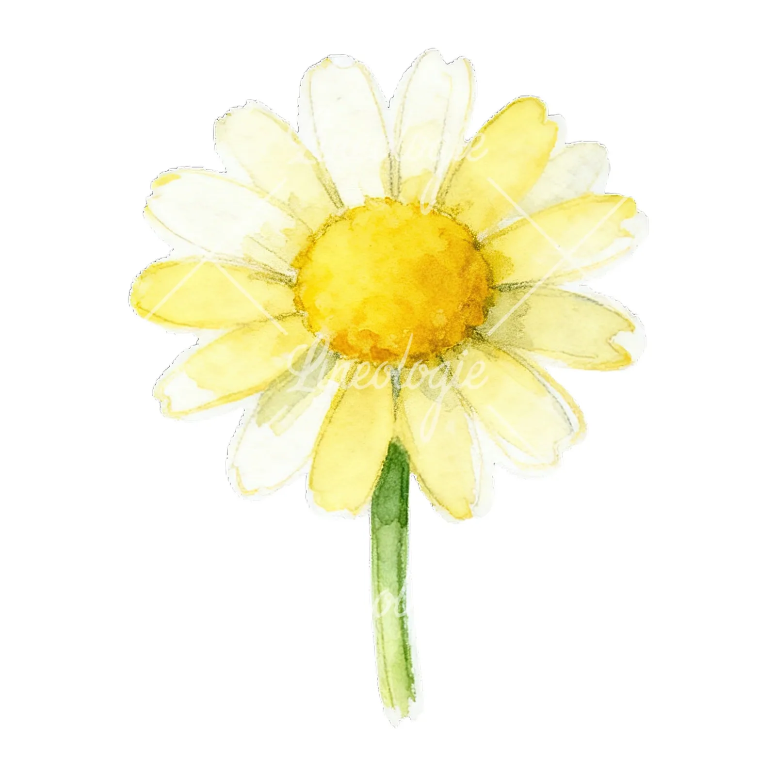 Watercolor daisy flower clipart 1 of 9 on a white background (JPG)